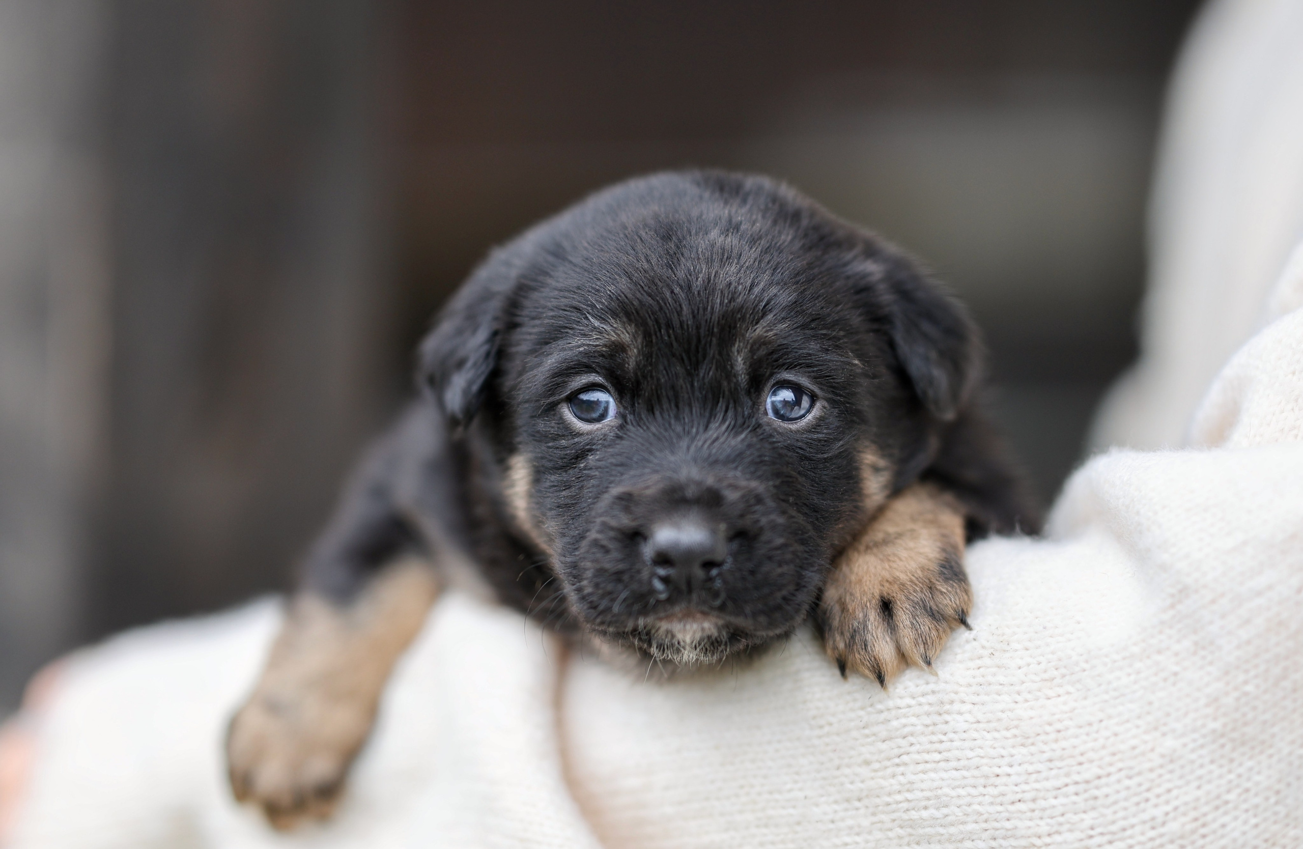 Щенки. Фотограф Максим Татаринов