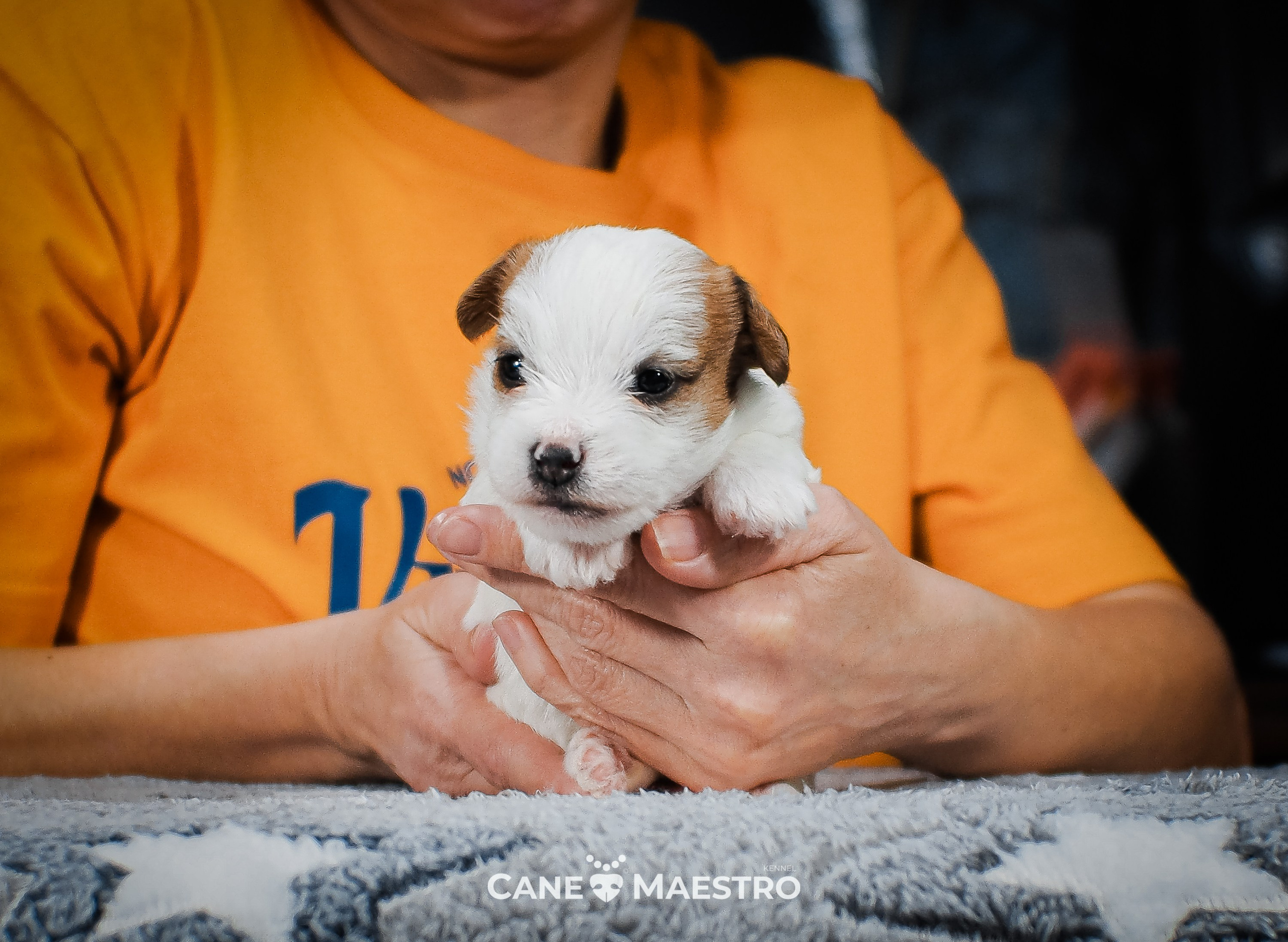 СУКА_ЛИСА_05_01_26. CANE MAESTRO — kennel Jack Russell Terrier