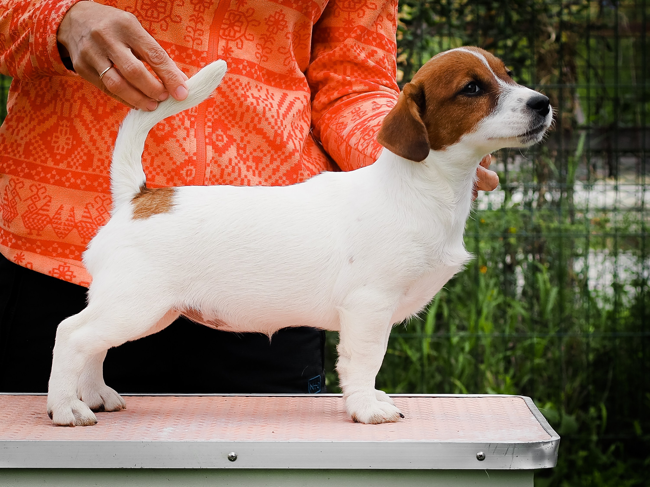 Ш_FEMALE_SHIZGARA. CANE MAESTRO — kennel Jack Russell Terrier