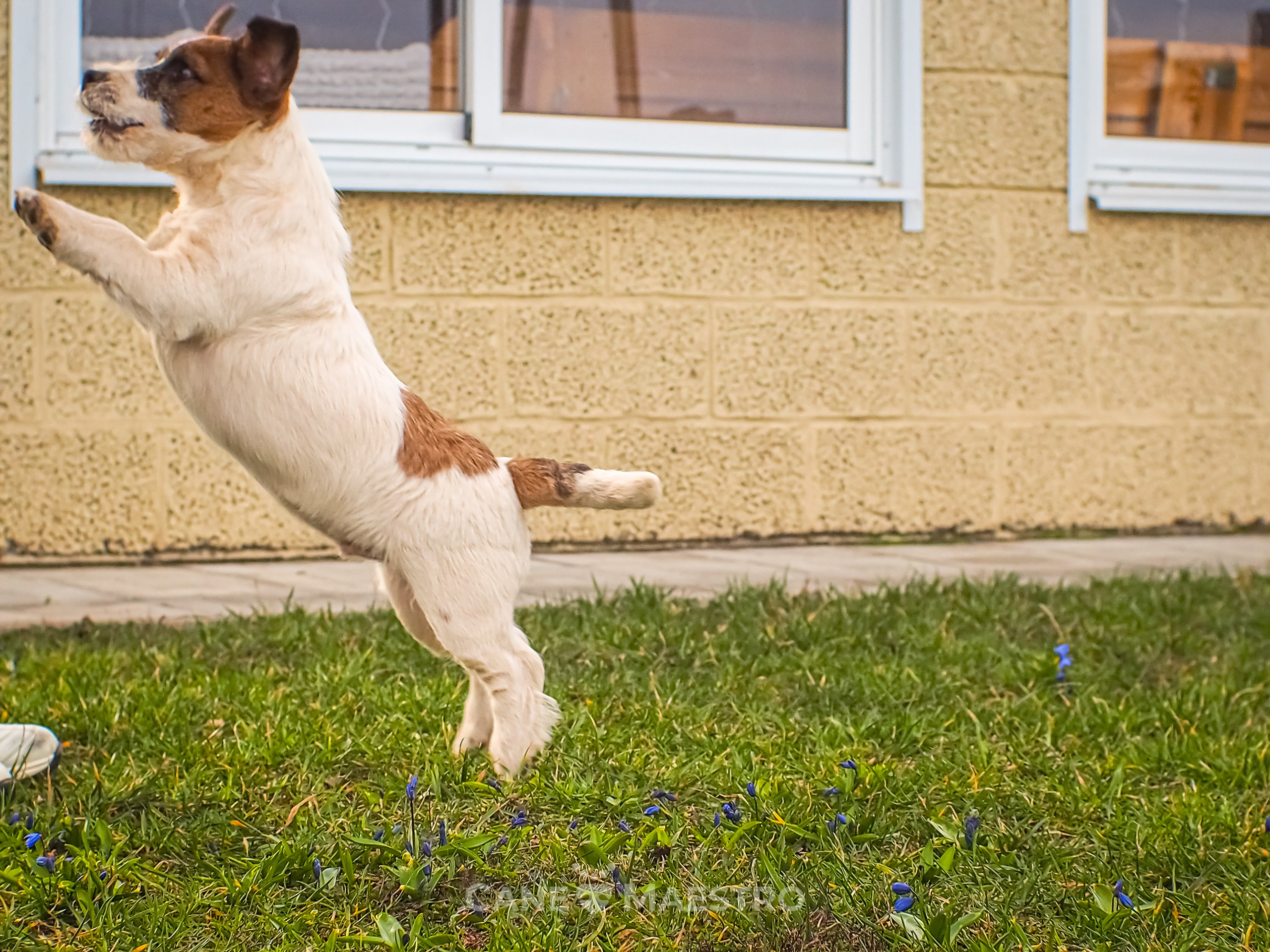 Мальчик 2. Кобель бело-рыжий. Джек рассел терьер щенок. КАНЕ МАЭСТРО — питомник Джек рассел терьеров