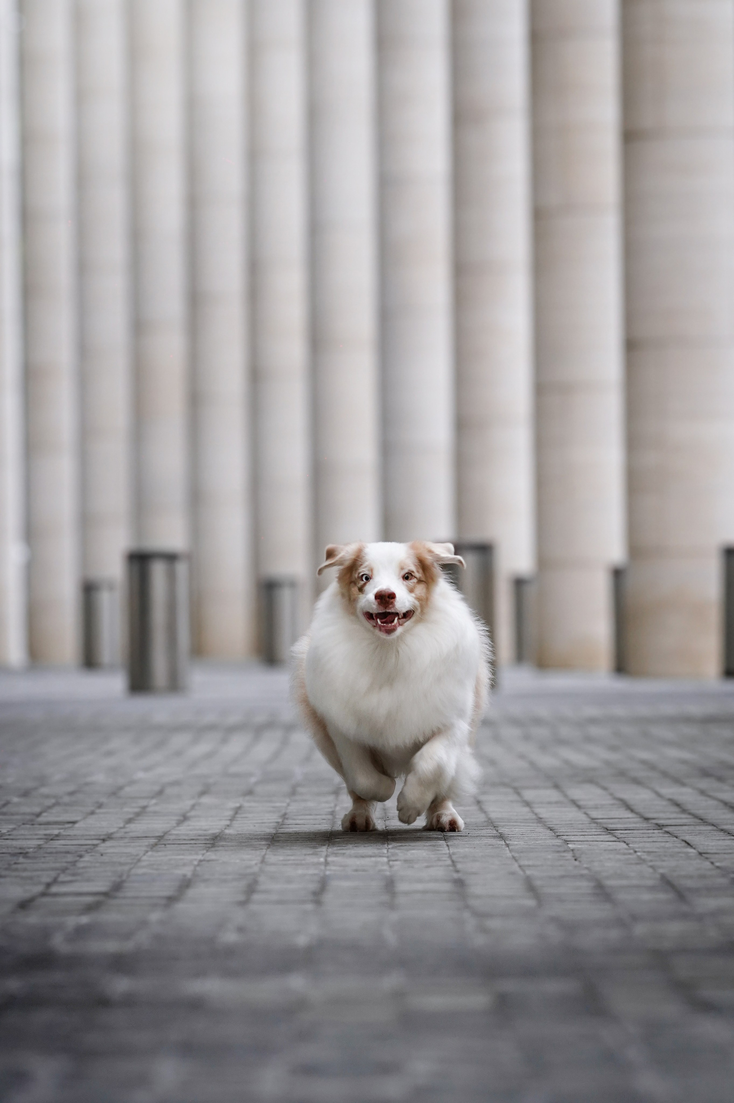 Кристина Катя Гермиона и Бэст. Фотограф-анималист в Санкт-Петербурге Яна Мартынова