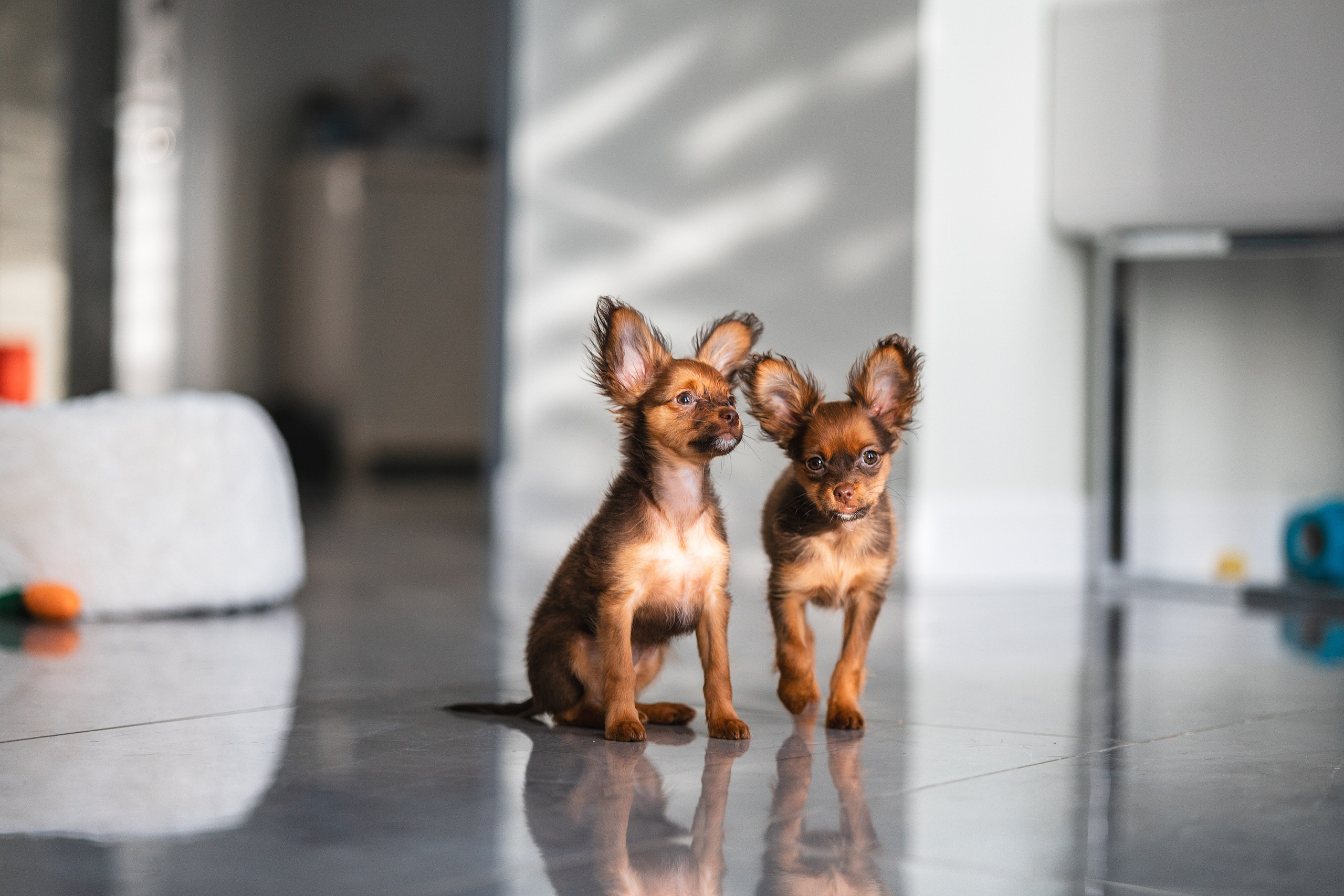 Малыши Той Терьер. Фотограф Анималист в Москве Анастасия Жучкова