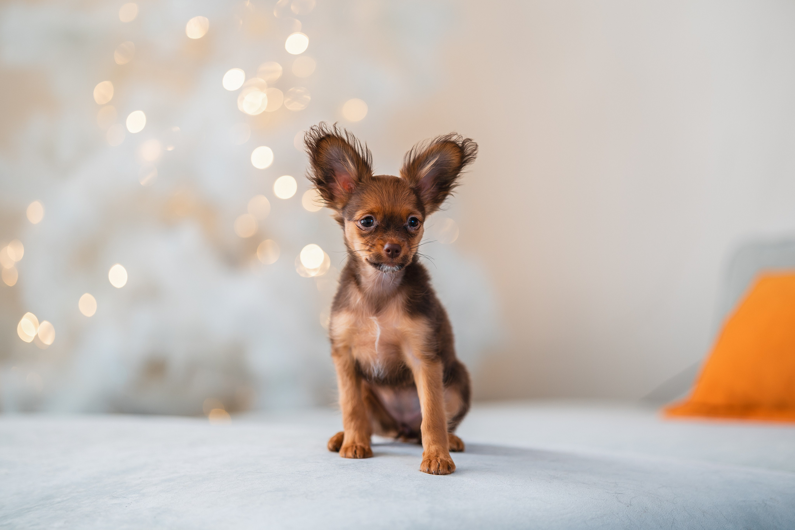 Малыши Той Терьер. Фотограф Анималист в Москве Анастасия Жучкова