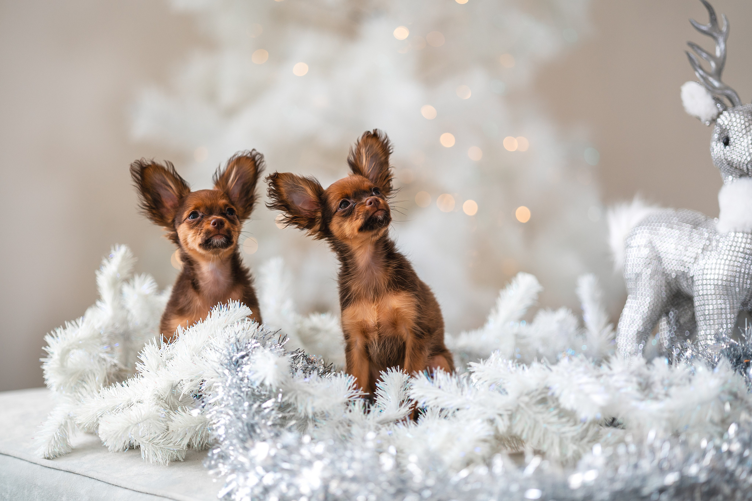 Малыши Той Терьер. Фотограф Анималист в Москве Анастасия Жучкова