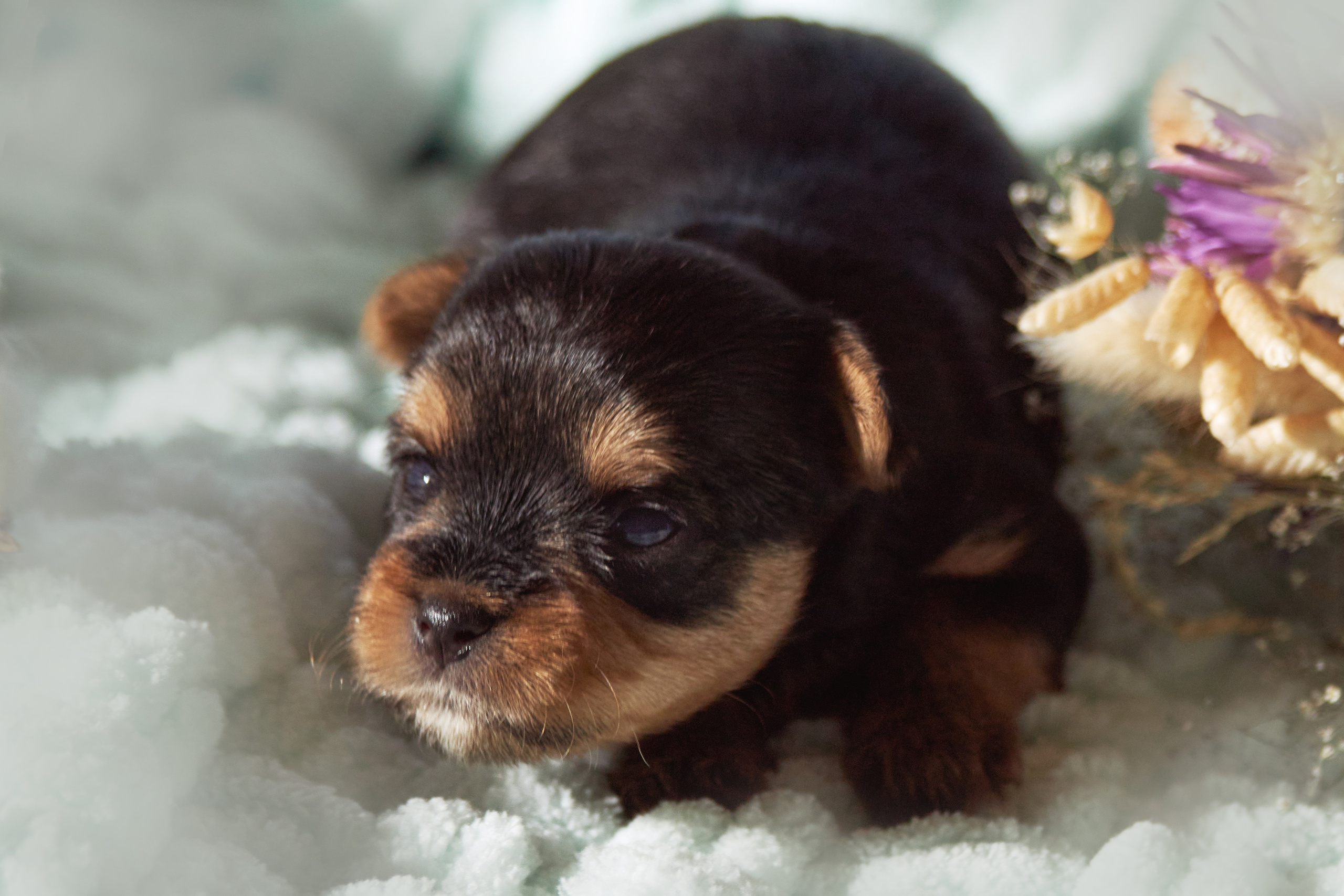 Фотосессия щенков от 7-и дней в стиле ньюборн. Фотограф анималист — Тула, Москва