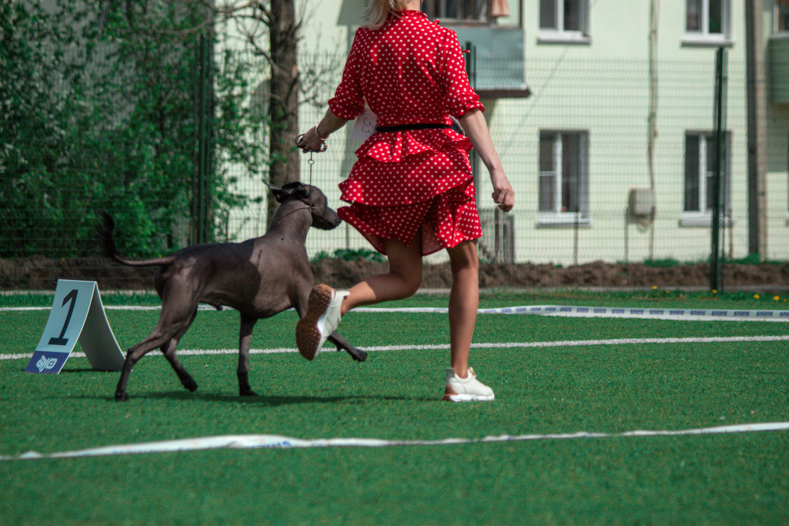 Фотограф анималист для выставки собак в Туле. Фотограф анималист — Тула, Москва