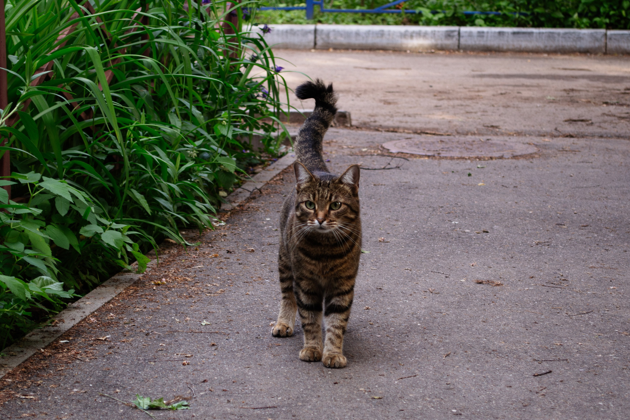 Cats.2. Dumshap | думшап