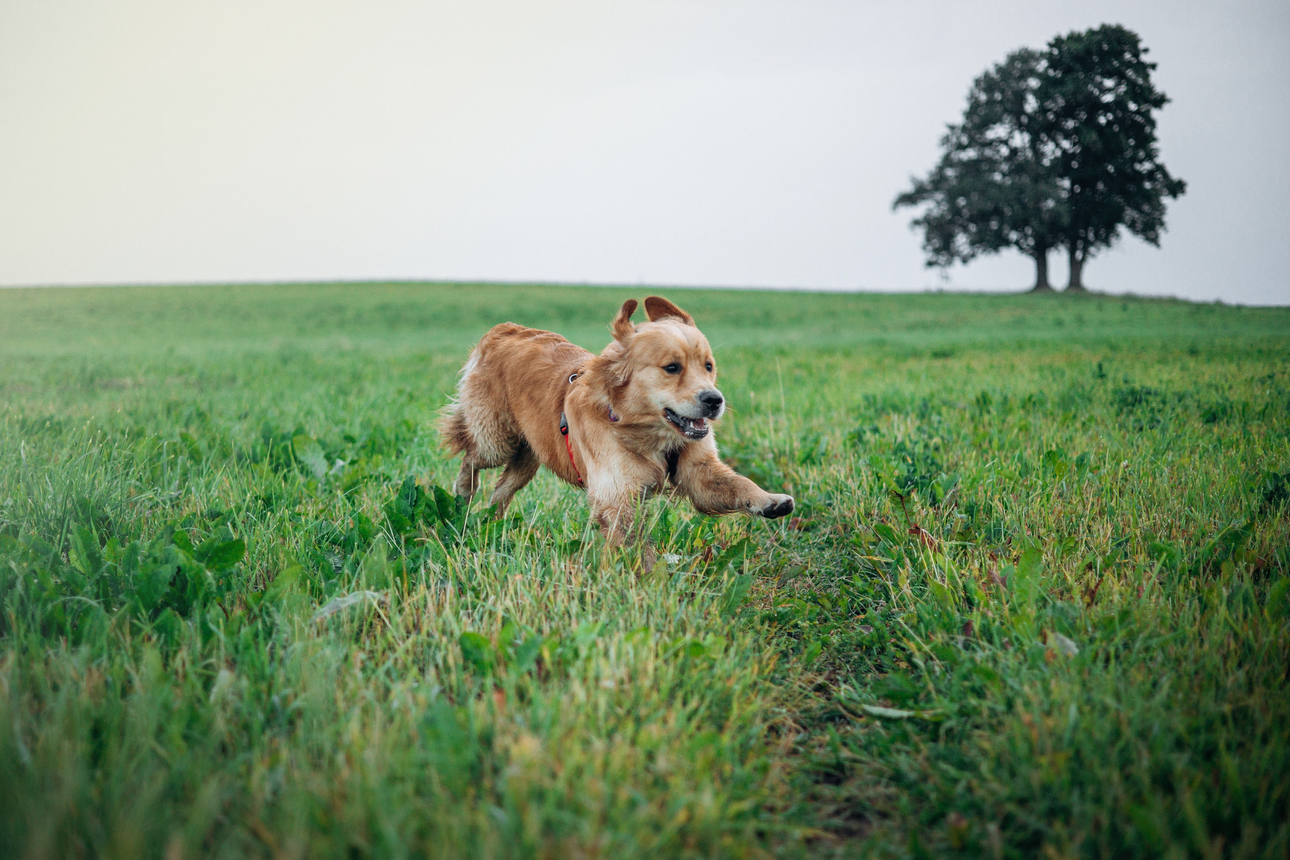 Аня и Ноллан. Фотограф — Анималист | Санкт-Петербург