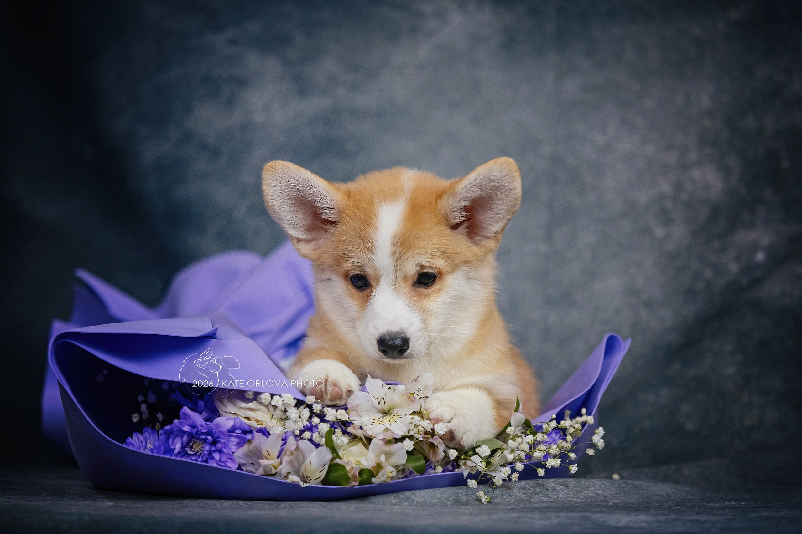 А — Кола и Цесей. Kawaii Kuma питомник собак пород Корги пемброк, Акита ину, Сиба