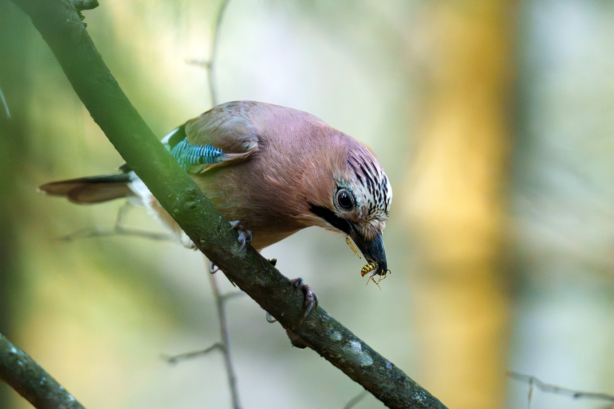 Удивительные мир птиц. Вокруг нас столько прекрасного — присмотритесь!. Ваш личный фотограф Марина Волкова