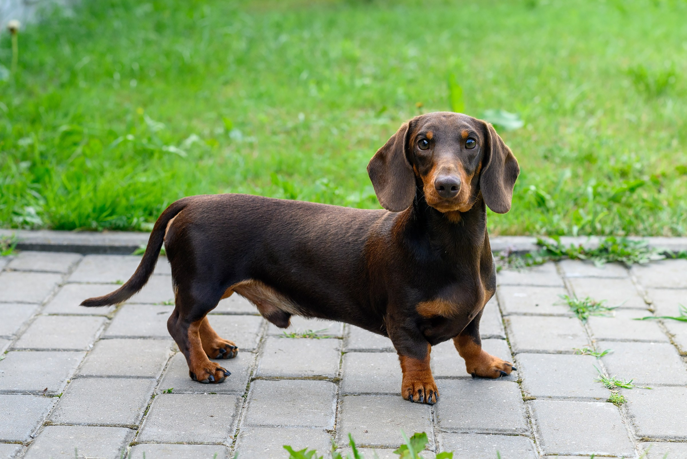 ЖЫВЁЛЫ. Вясельны і партрэтны фатограф Сяргей Клемянок