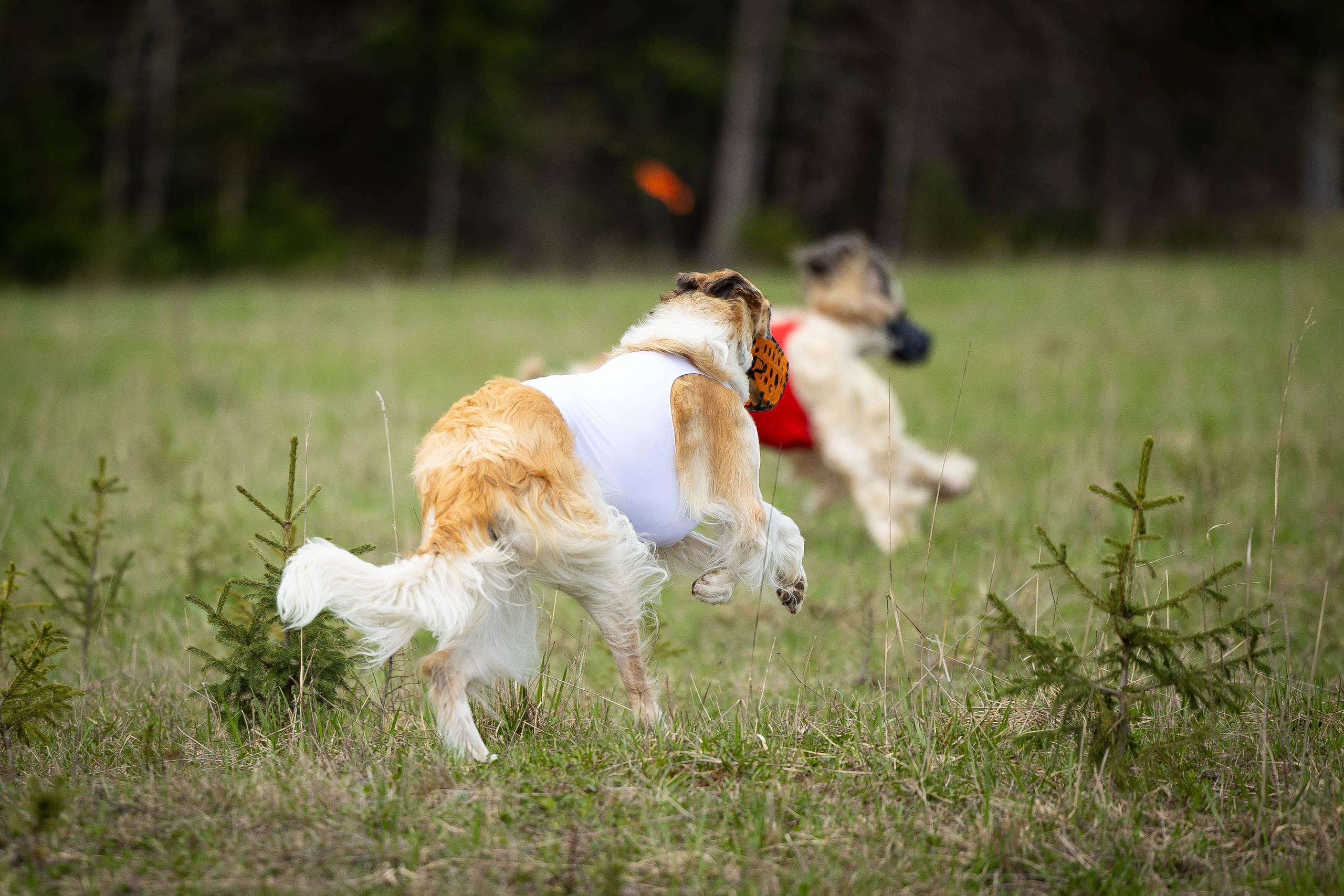 Курсинг. Фотограф Анималист в Перми Анастасия Остерман
