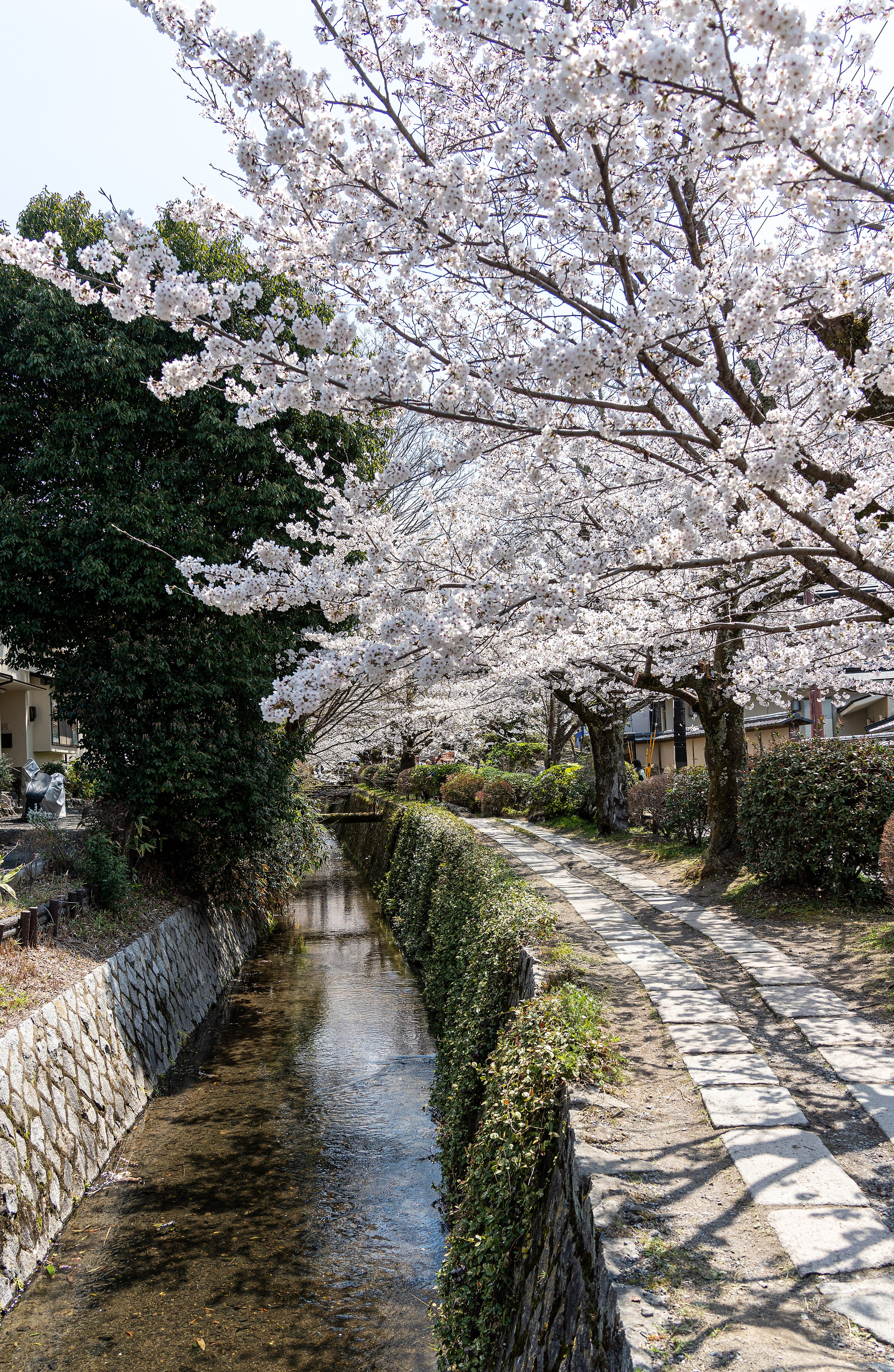 Япония, сакура. Творческие сьемки