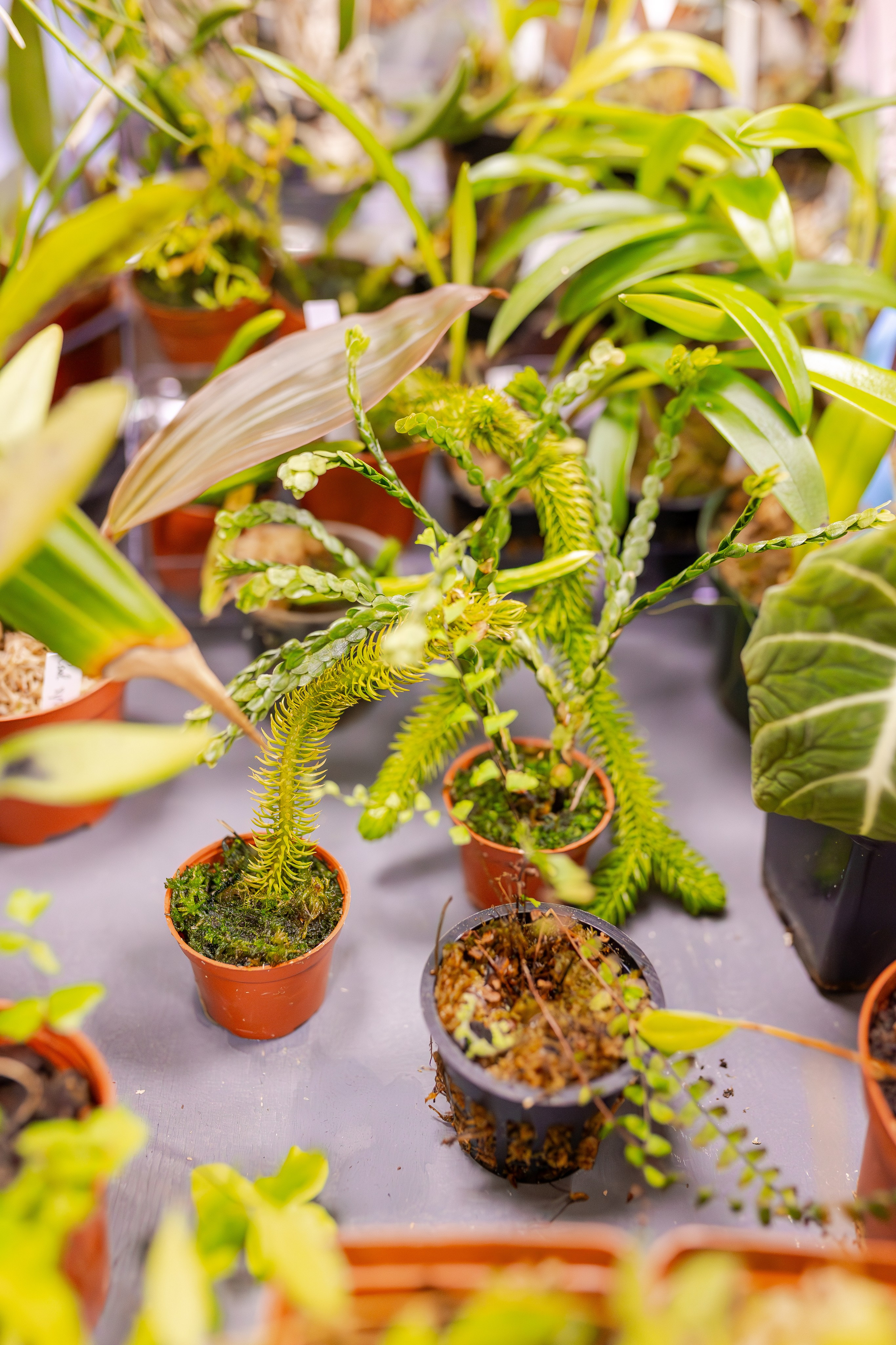 Орхидиум сентябрь 2025. Александра Куликова фотограф, Москва