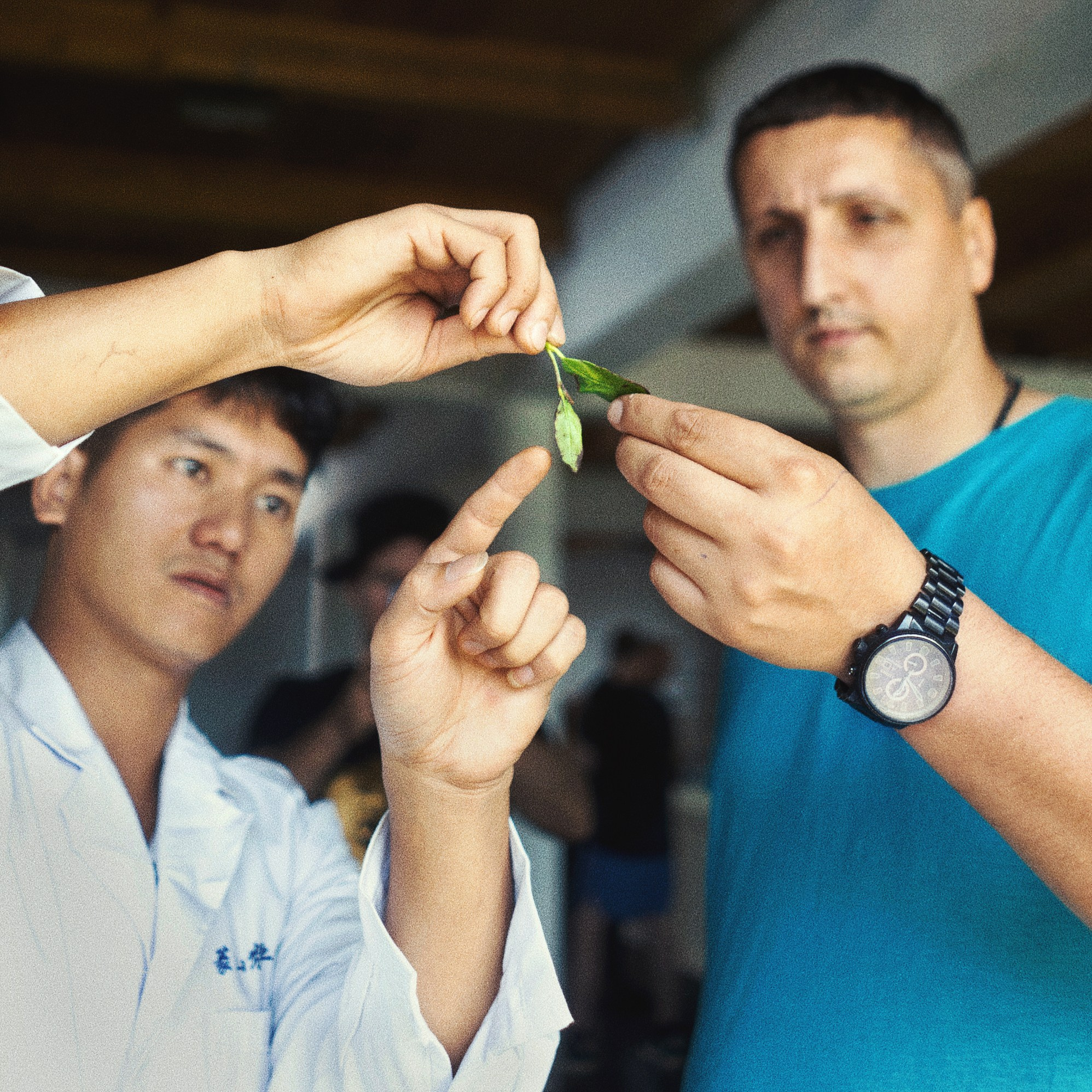 Tea production Moychay, Guria. Андрей Фадеев фото видео Тбилиси