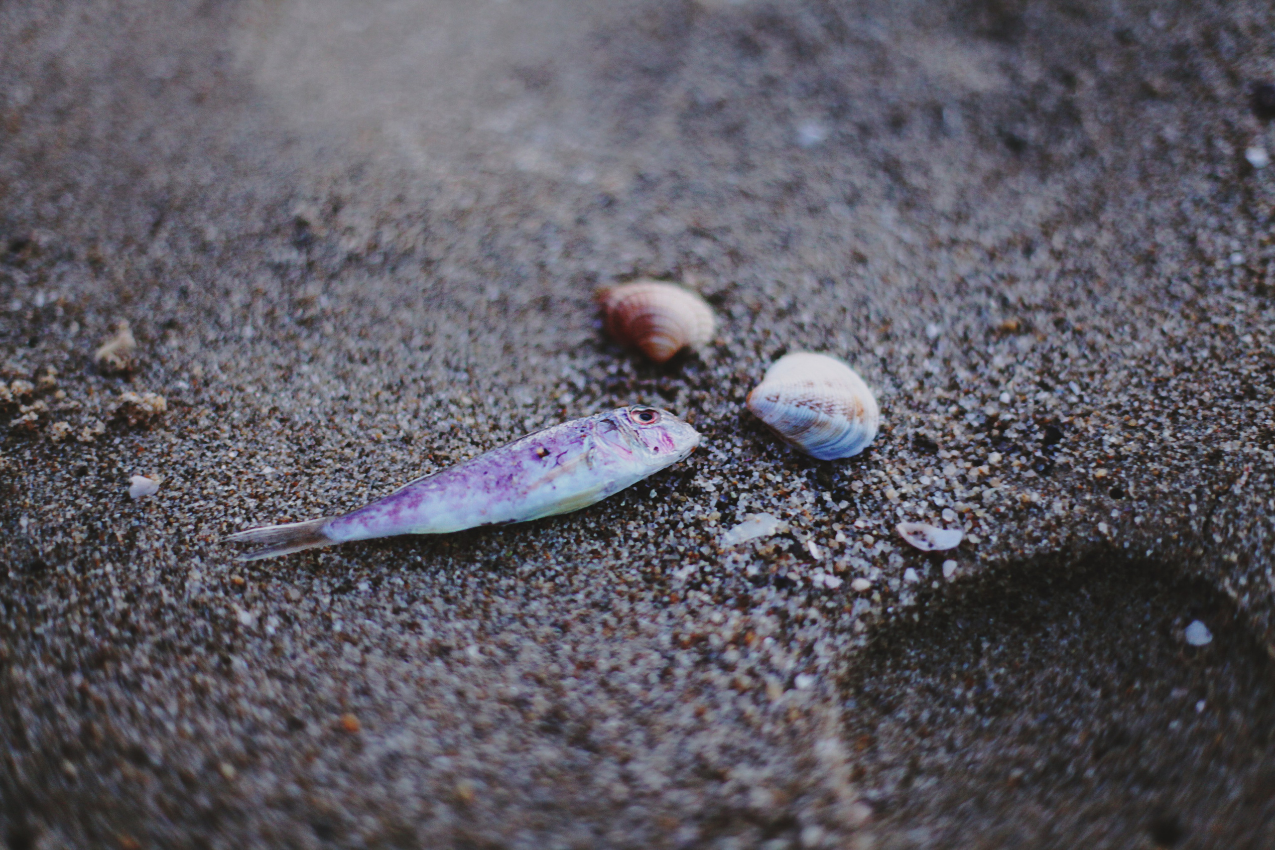 Болгария. Аня Степанова