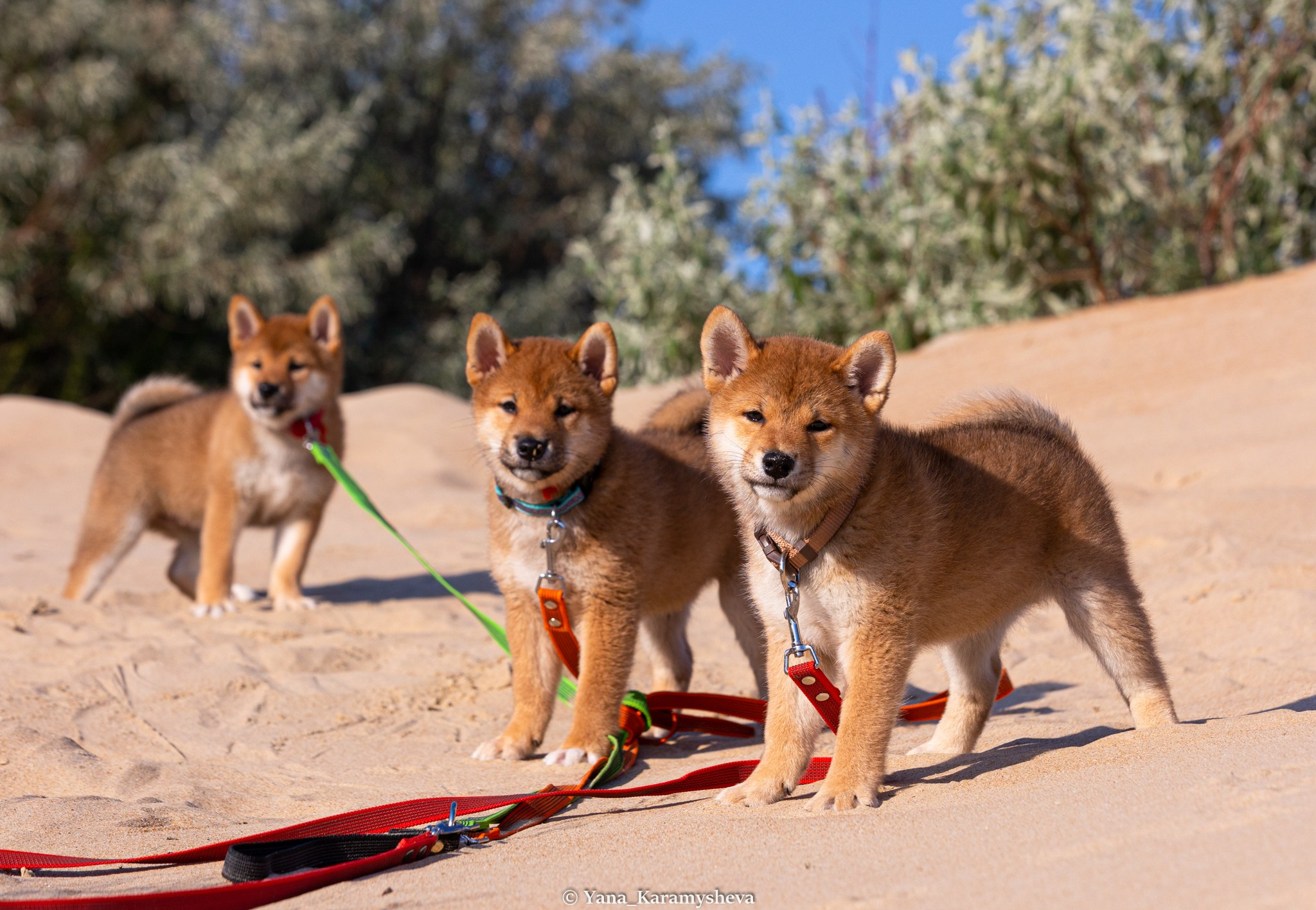 Помёты. Yana Karamysheva Animal Photo