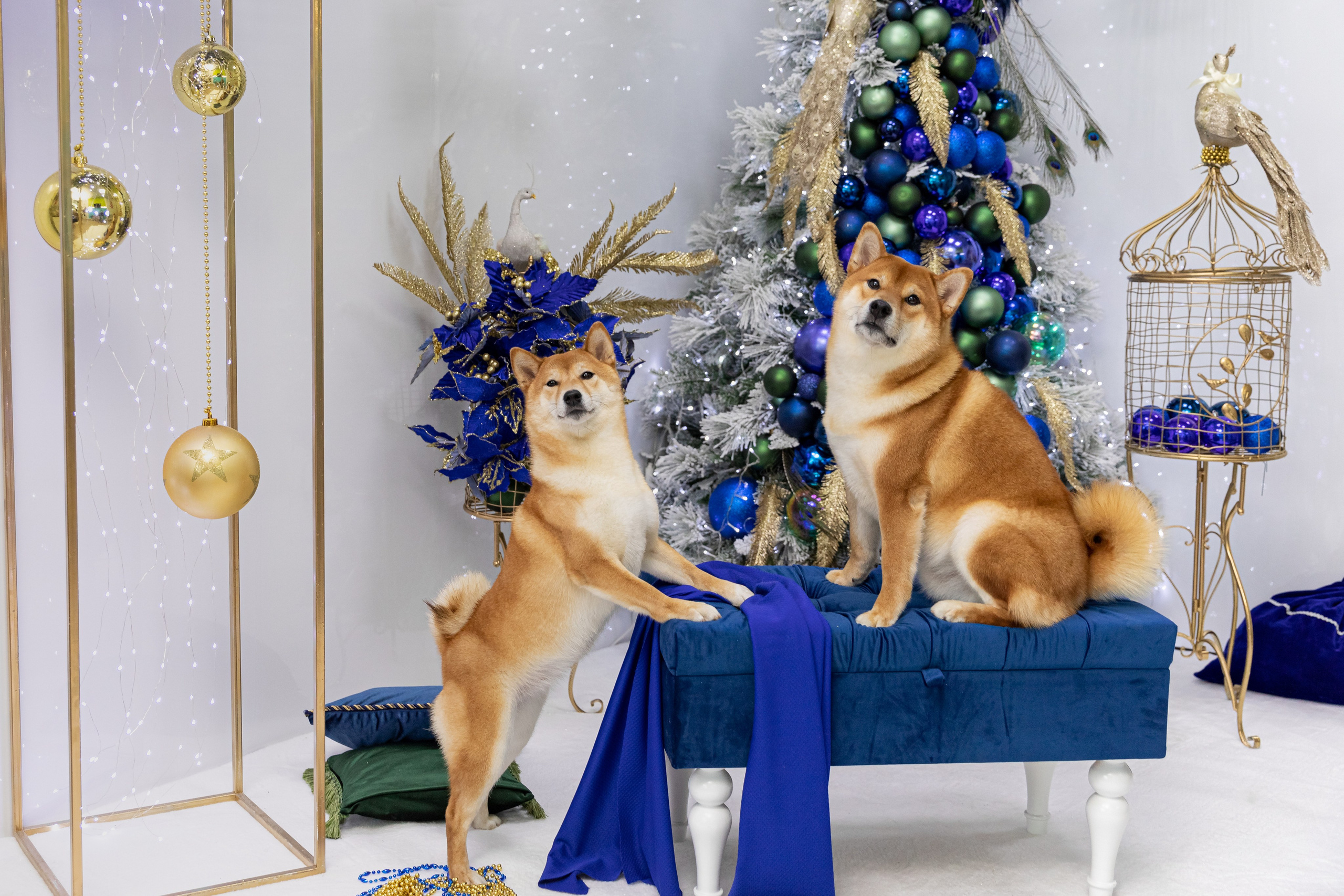 НОВОГОДНЯЯ ФОТОСЕССИЯ С ПИТОМЦАМИ