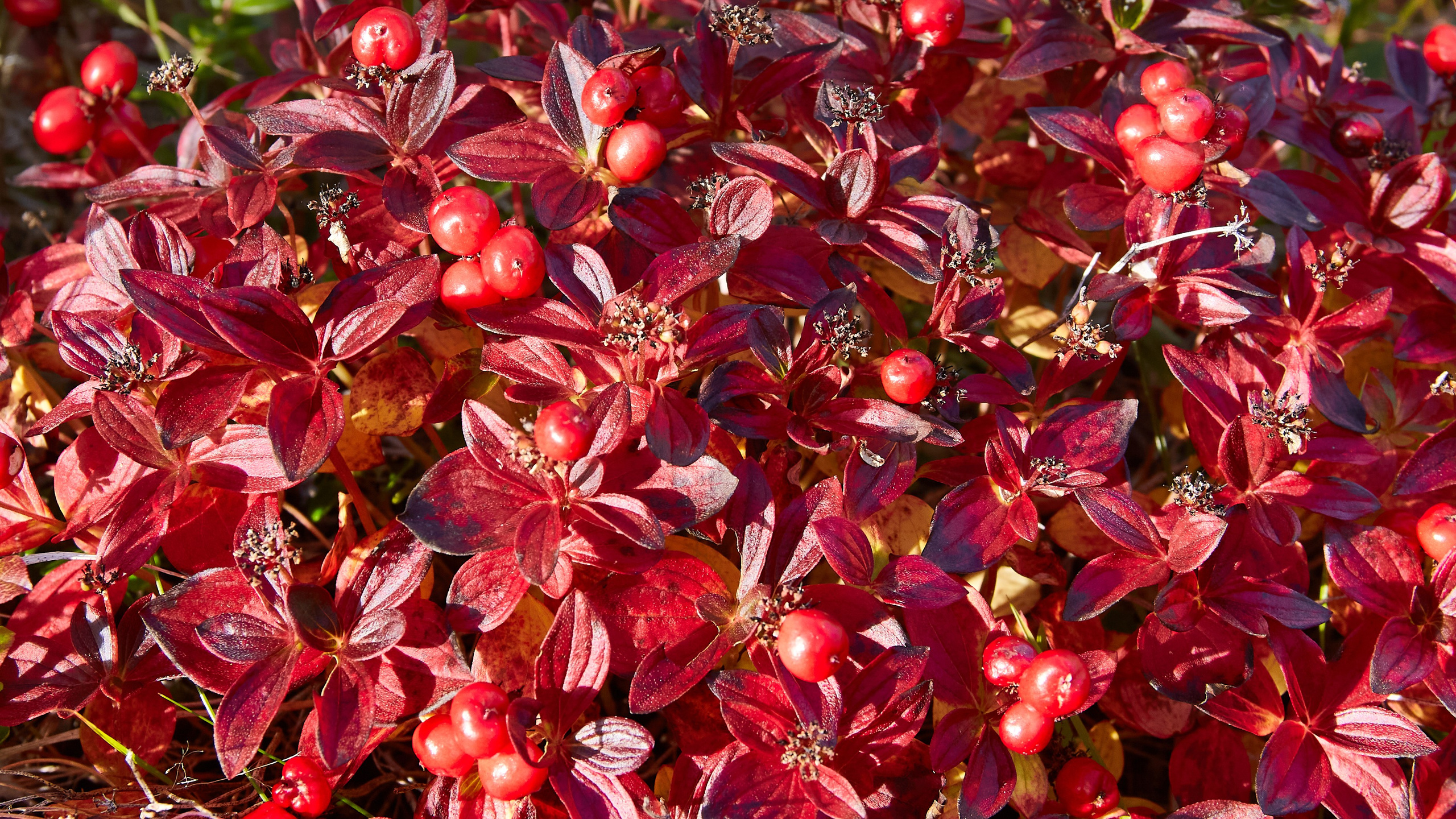 Тундра Лес и Сопки. Пейзажи Крайнего Севера. Баренцево море, Рыбачий, Средний, Немецкий