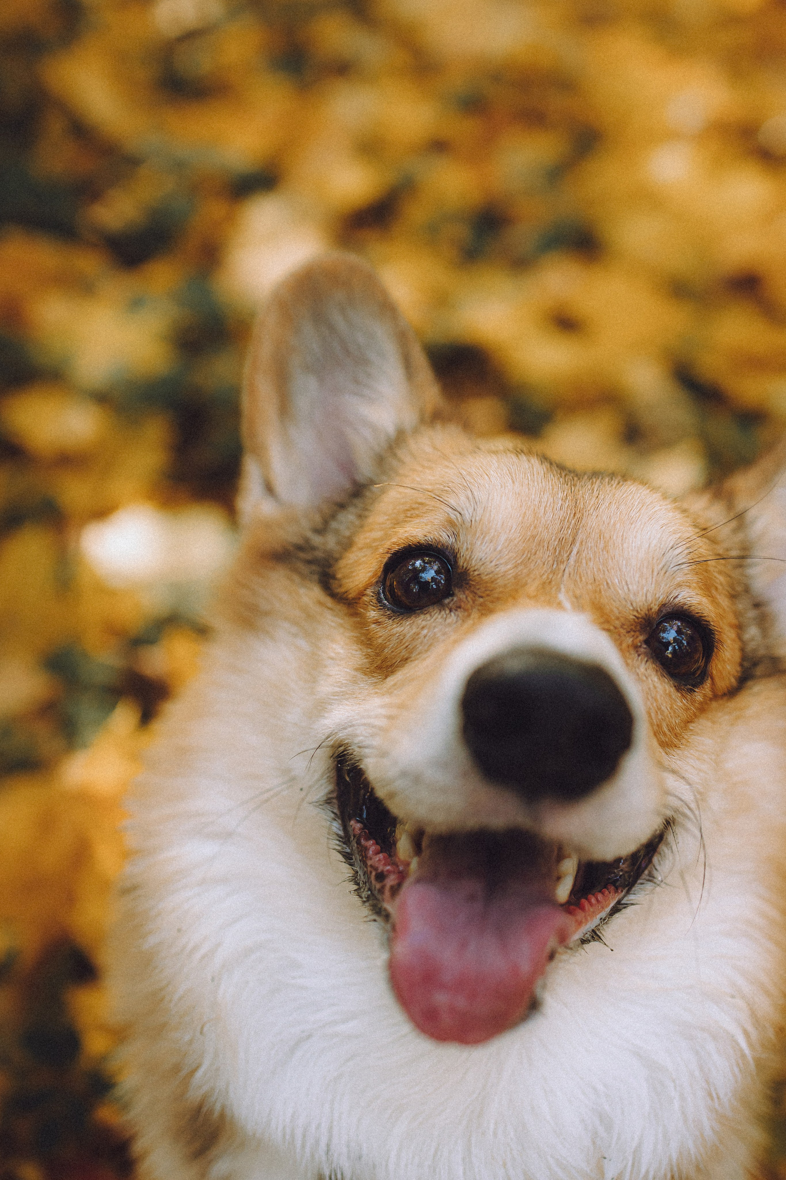 Карина, Даня и Аркаша