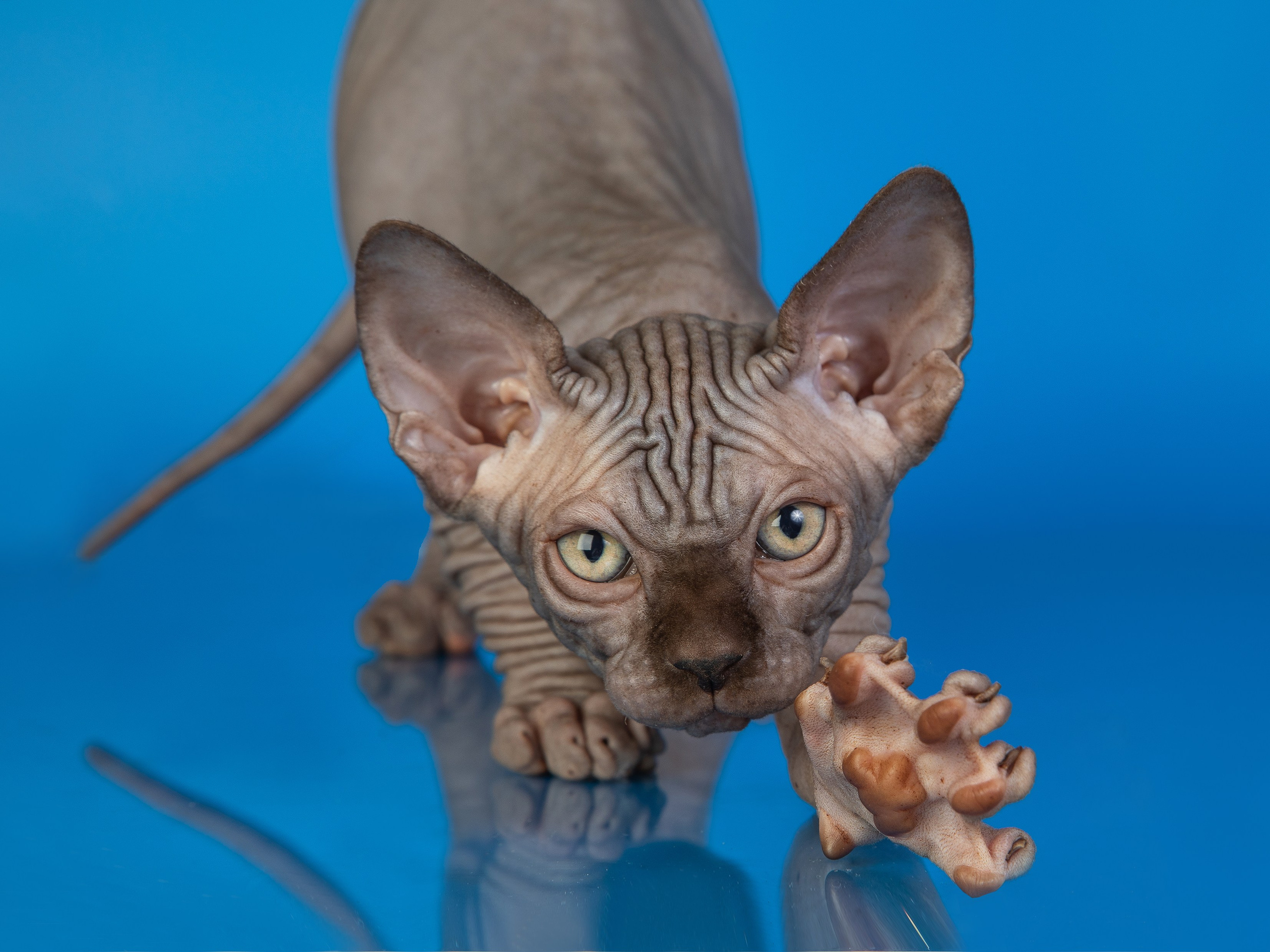 Другие животные. Pets Photography / Фотограф Собак