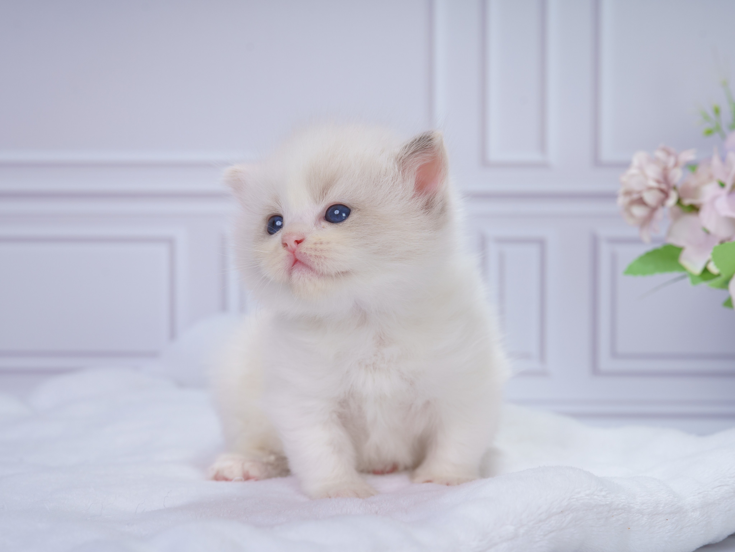 Котята рэгдолл от Loyal Adore. Питомник рэгдолл Loyal Adore