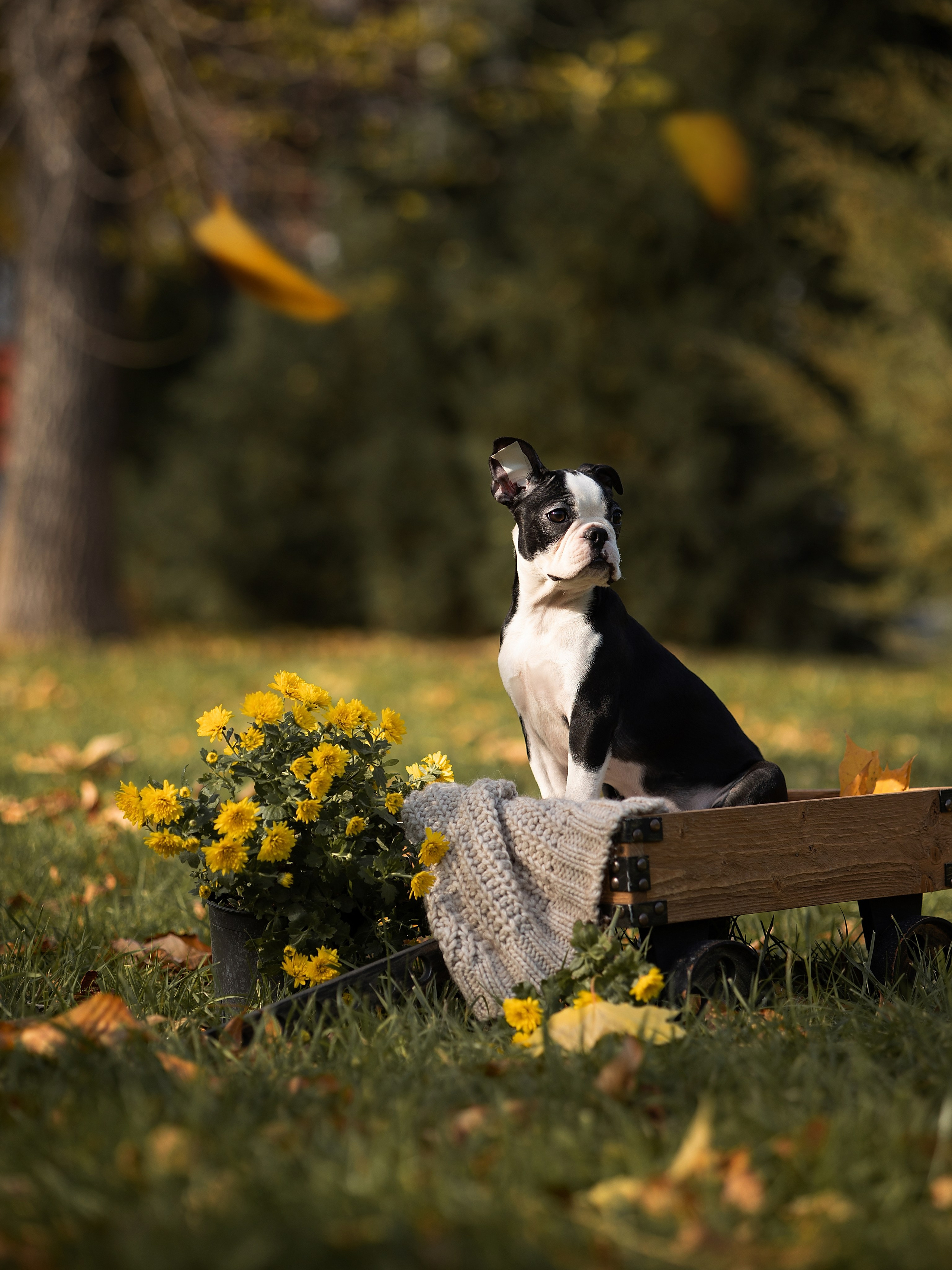 Щенки бостики. Главная