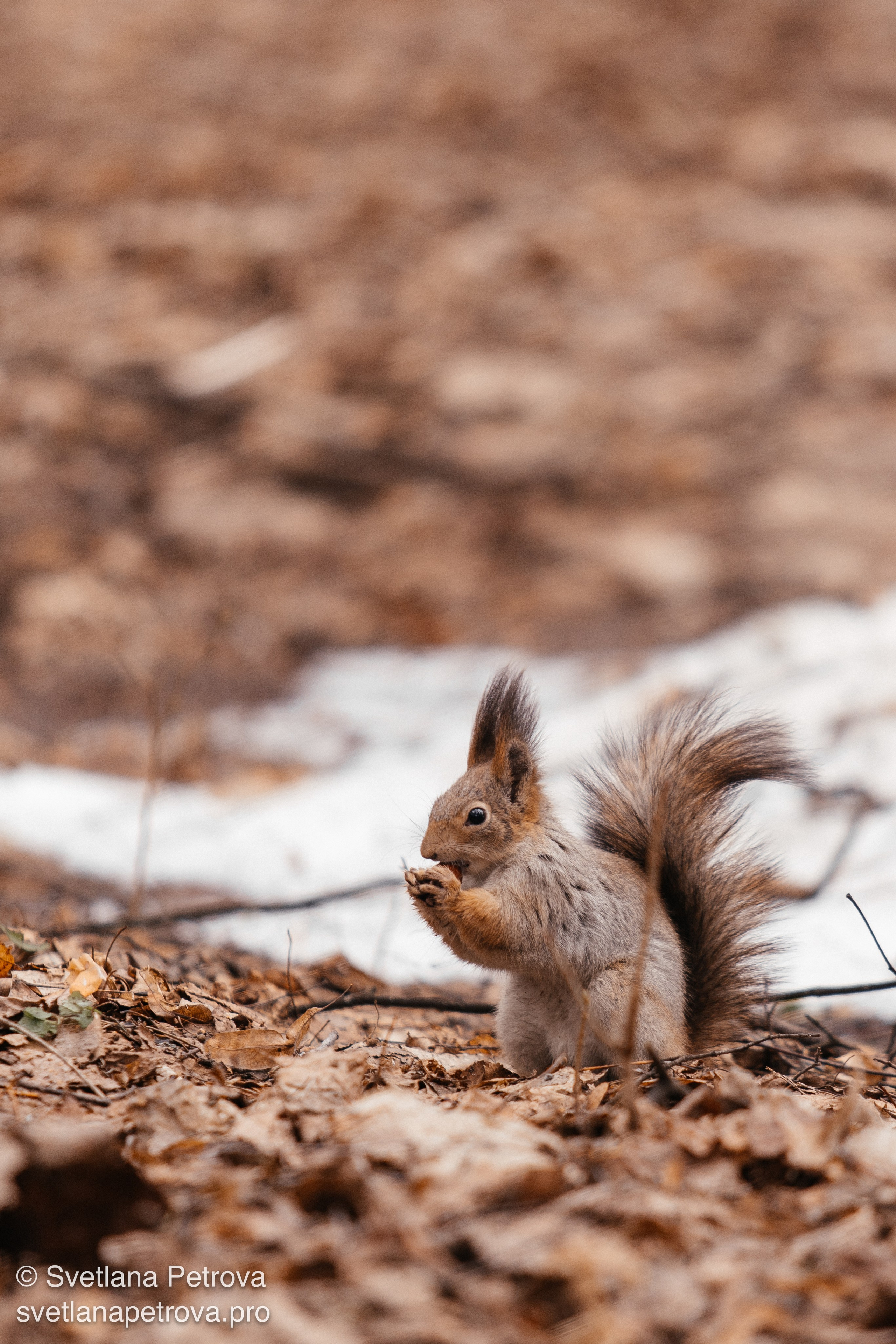 Белочки. Весна 2026. Фотограф Светлана Петрова