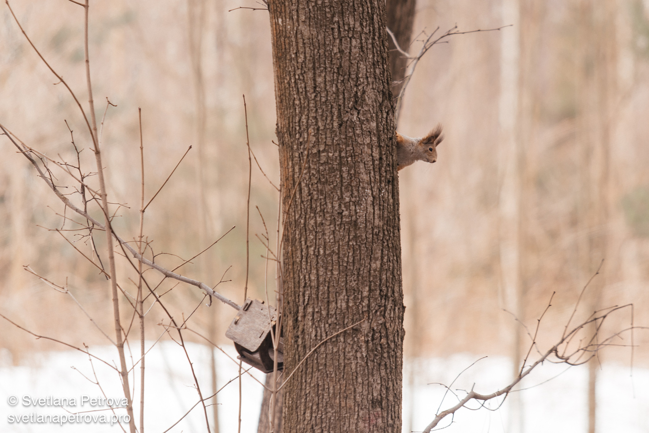 Белочки. Весна 2026. Фотограф Светлана Петрова