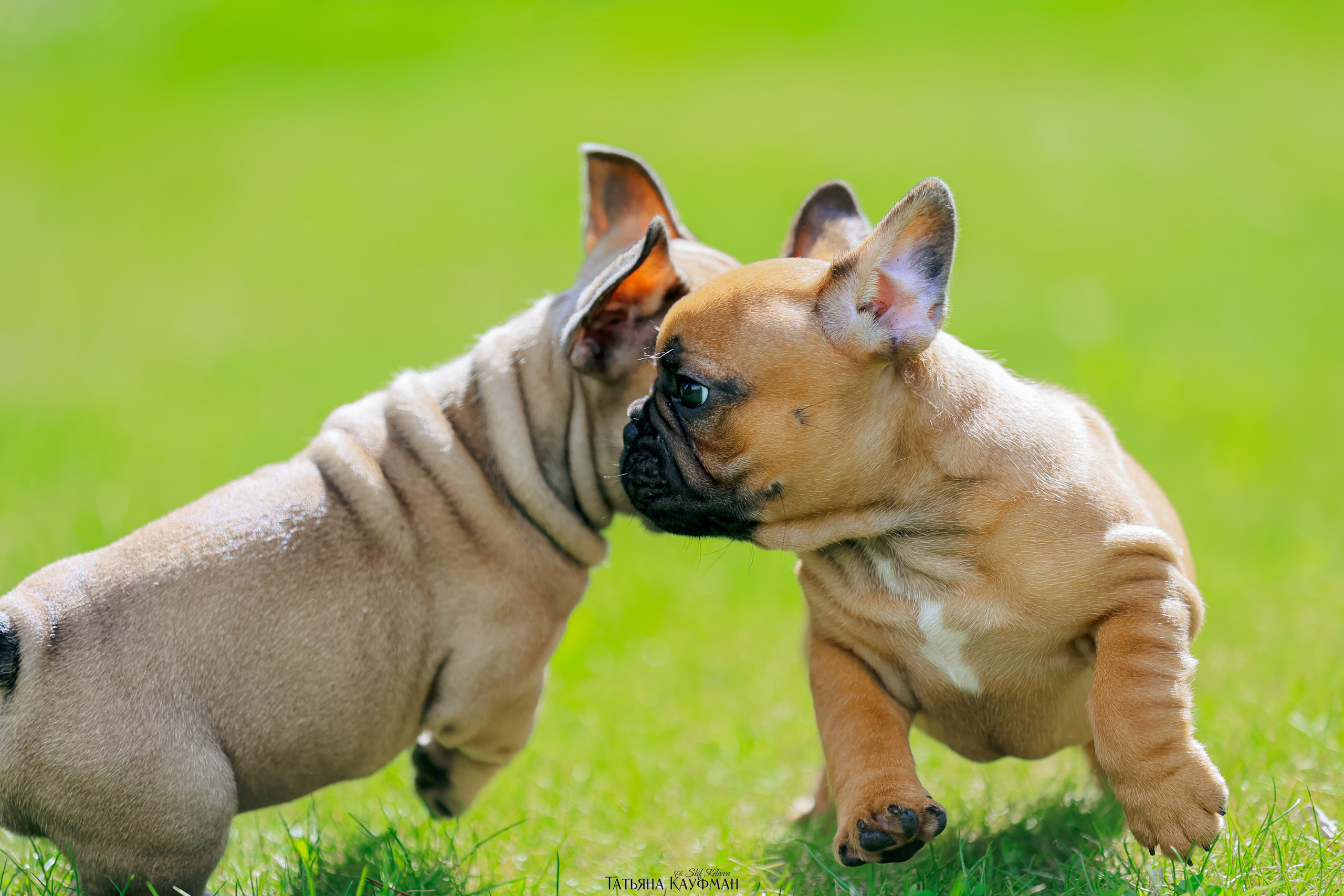 Французский бульдог, фотография французского бульдога, щенки бульдога, щенки французского бульдога, красивая собака, фотограф анималист, фотокурс Анималистика, научиться фотографировать собак, фотограф Новосибирск