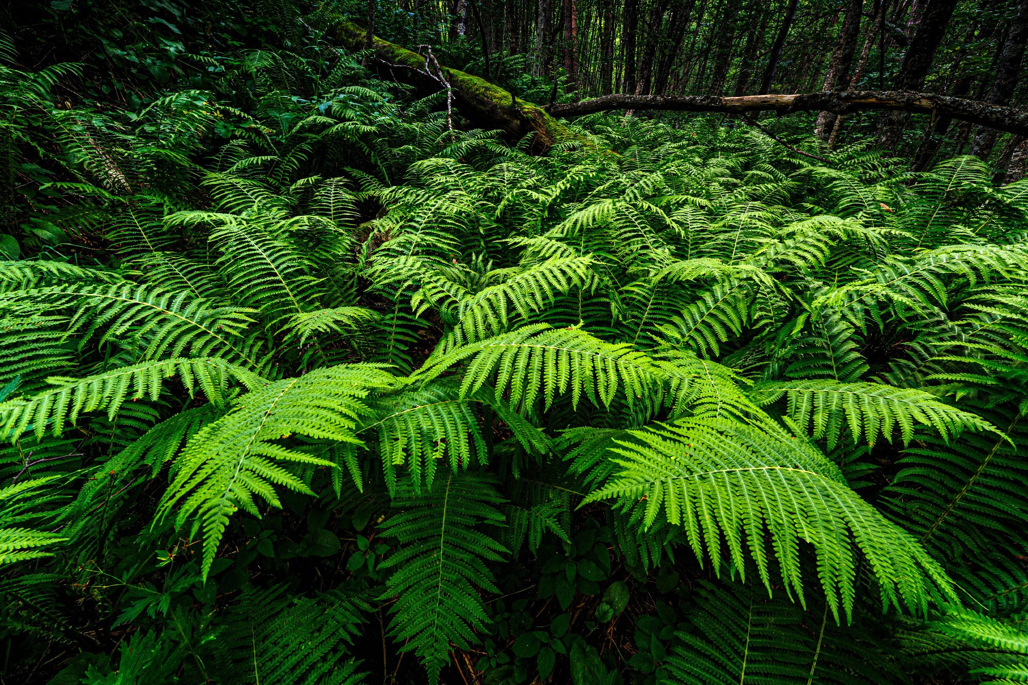 Свадебный фотограф в Геленджике