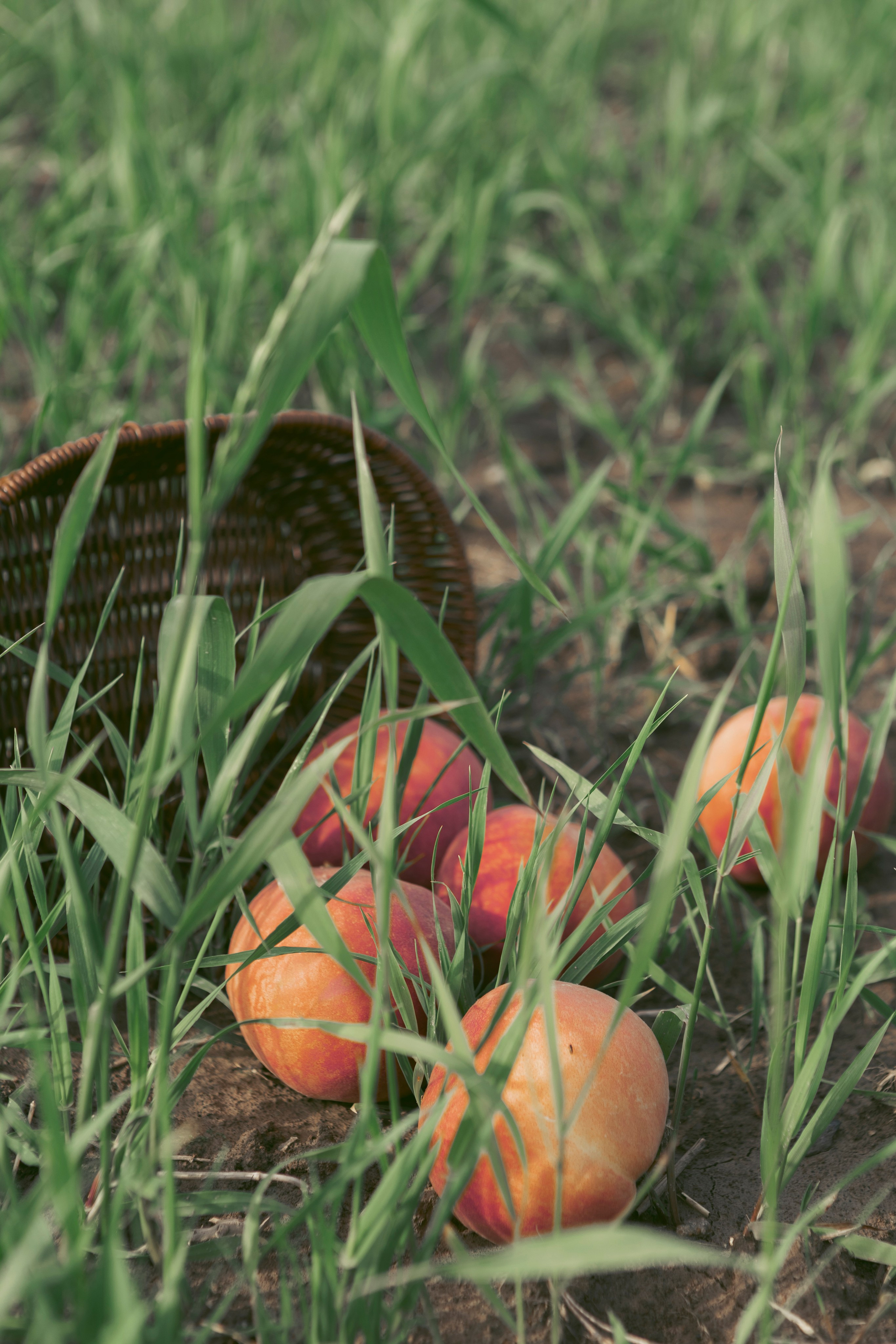 Надя и персики. Фотограф Лесозаводск/Хабаровск