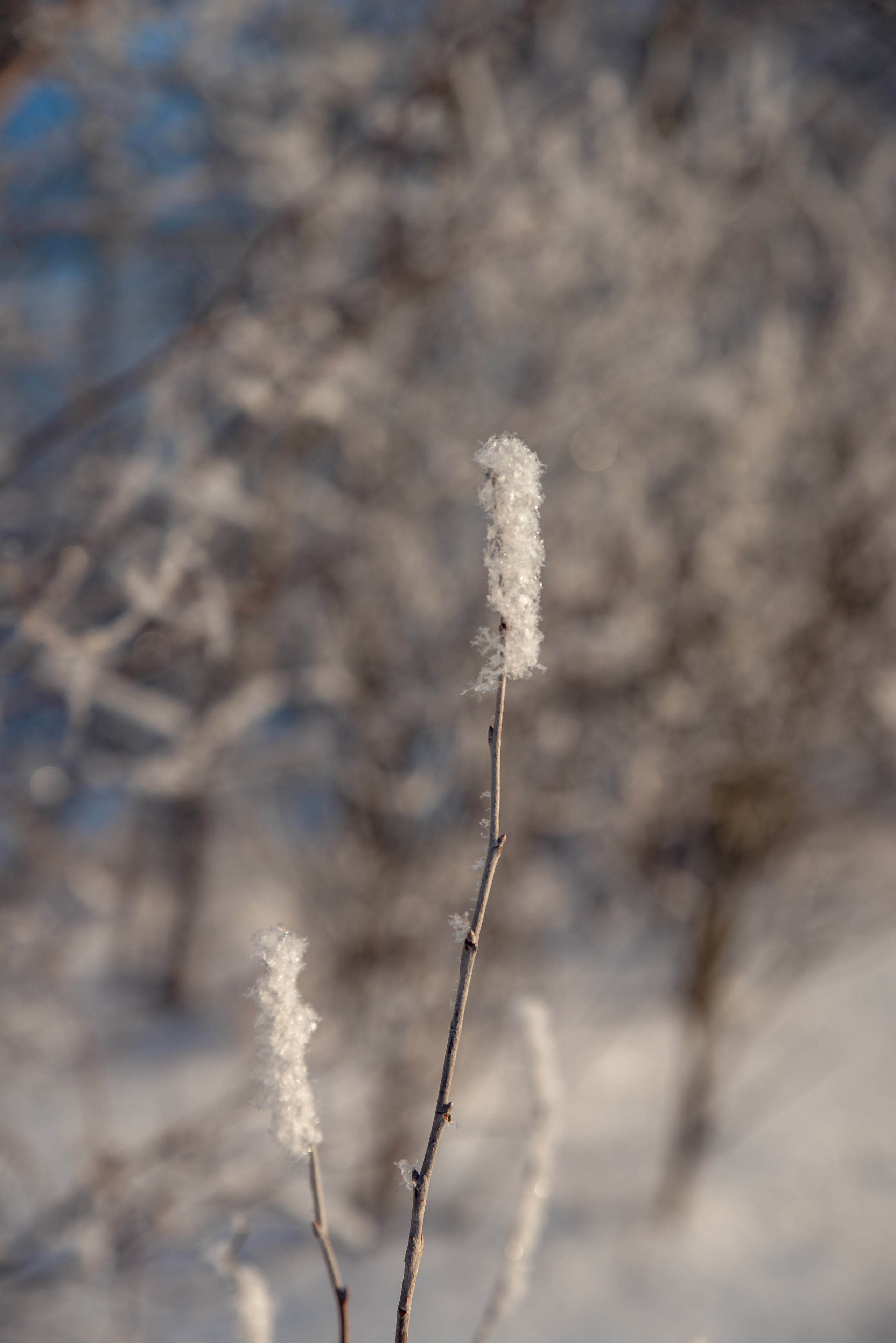 Зимушка зима. Фотограф Крещение Венчание Москва