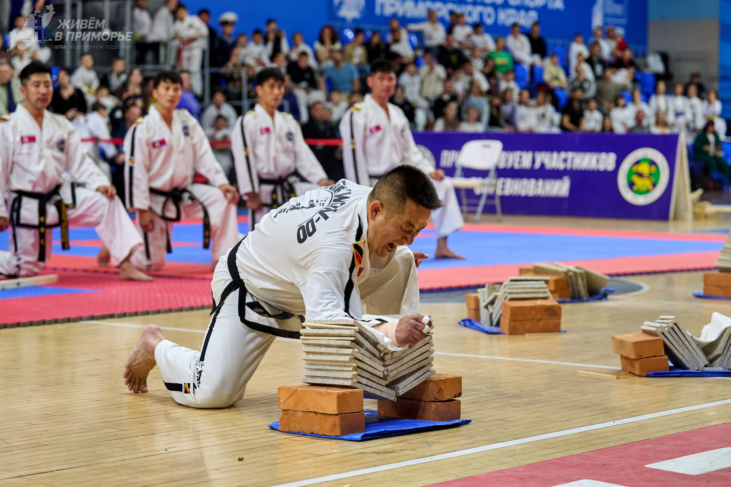 Кубок губернатора по тхэквондо. Профессиональный репортажный фотограф Инесса Иминова