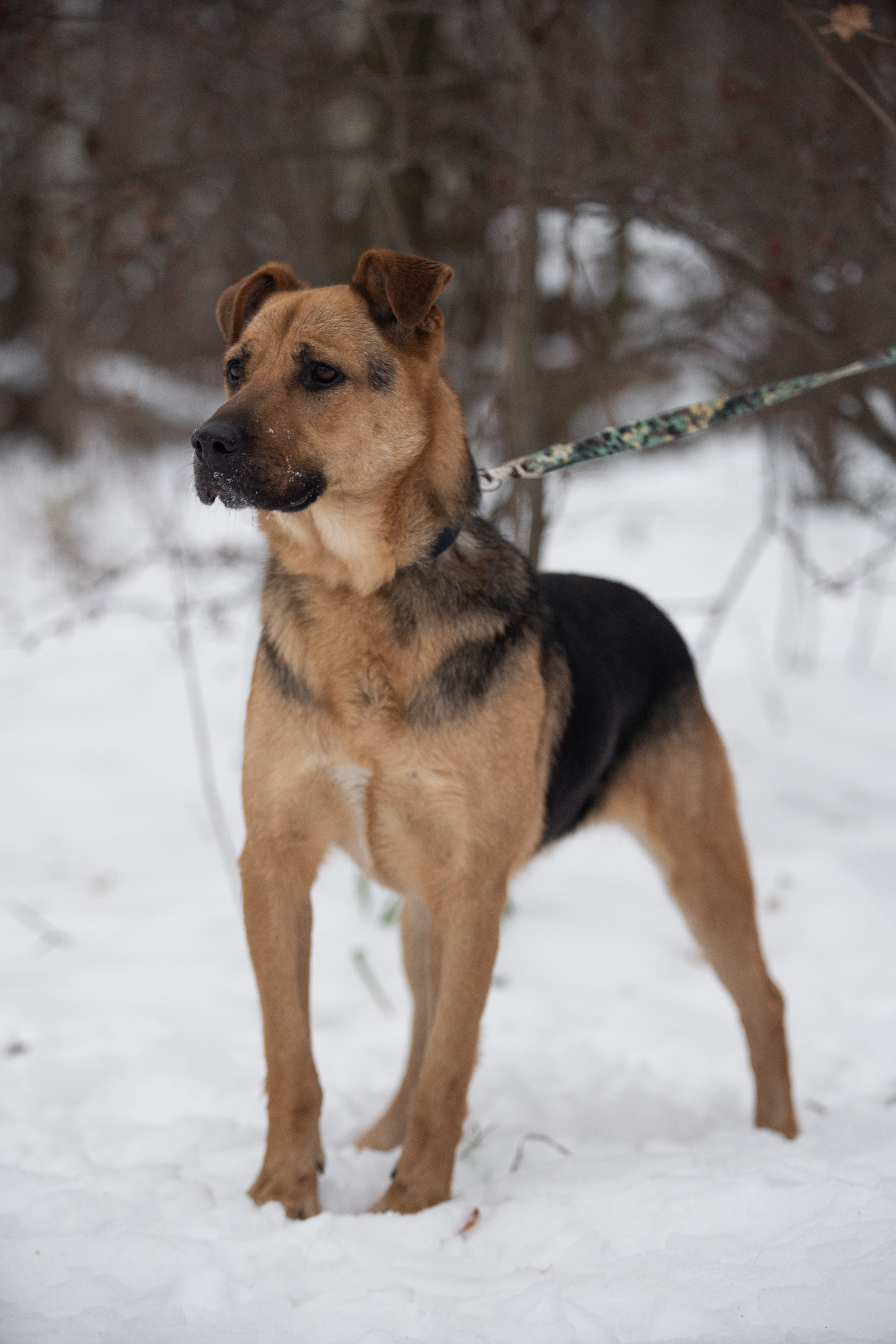 Анималистика. Фотограф в Москве — Георгий Чернышов