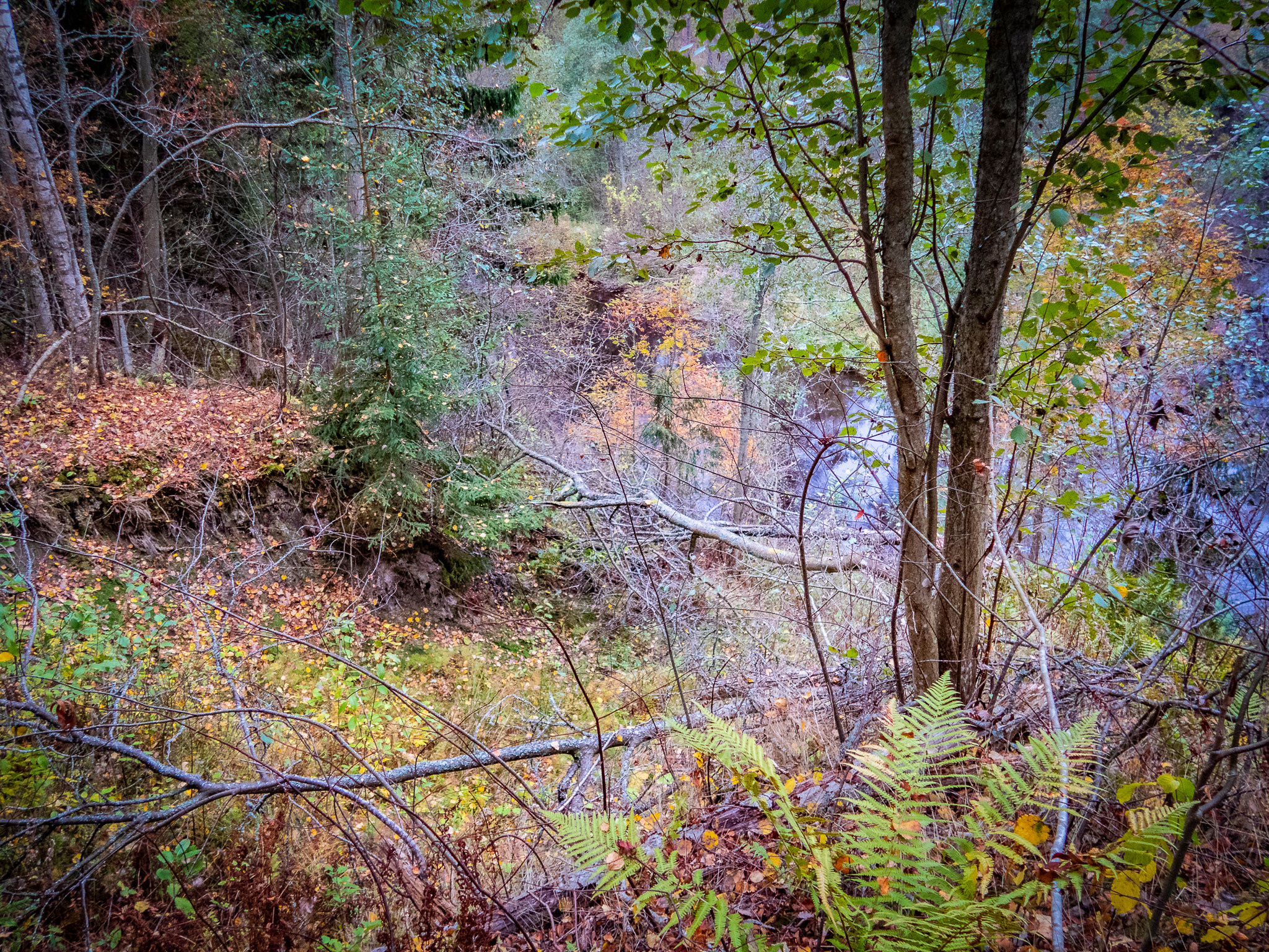 Линдуловская Роща. Фото из походов и путешествий клуба скандинавской ходьбы Пойдем Ходить