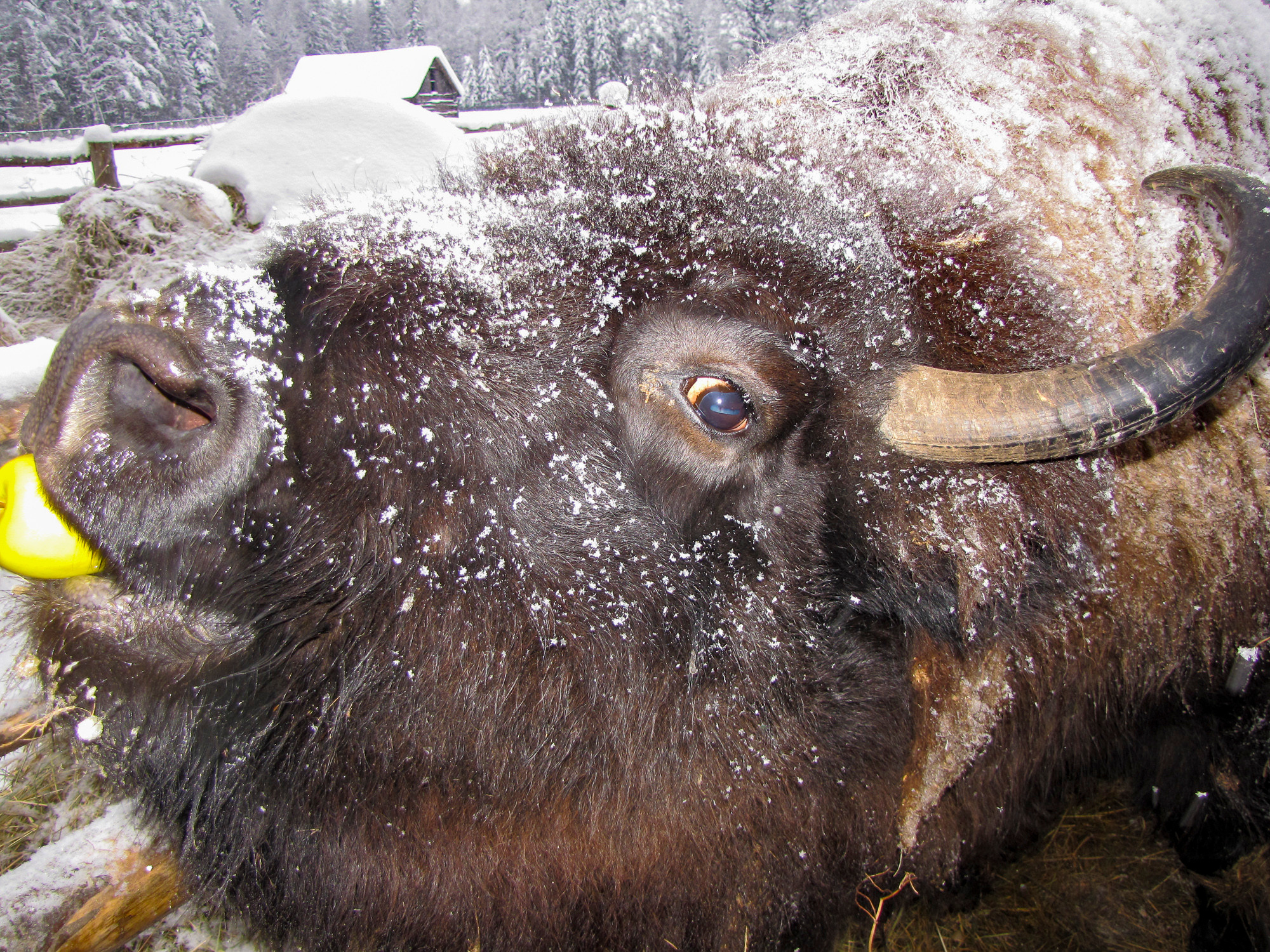 В Токсово к зубрам. Фото из походов и путешествий клуба скандинавской ходьбы Пойдем Ходить