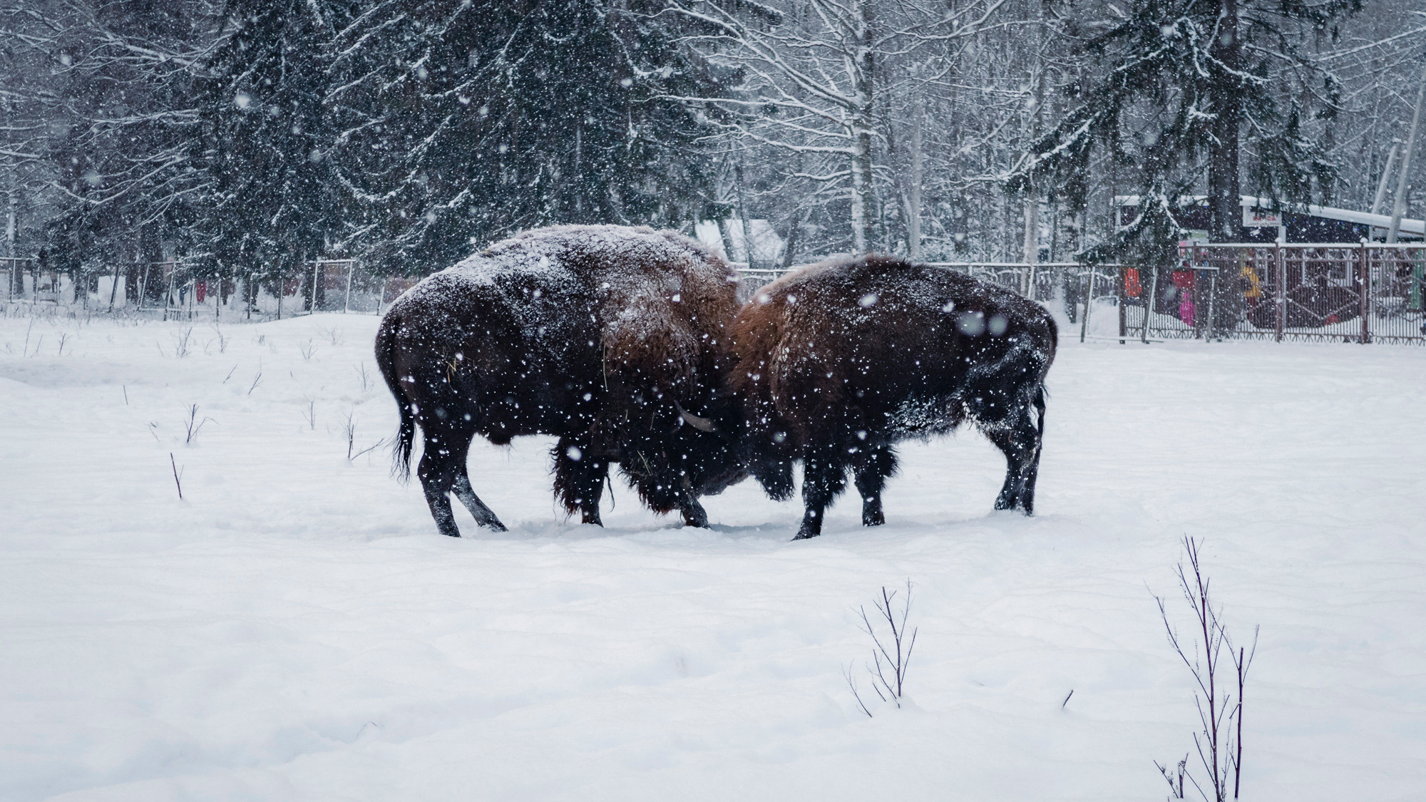 В Токсово к зубрам. Фото из походов и путешествий клуба скандинавской ходьбы Пойдем Ходить