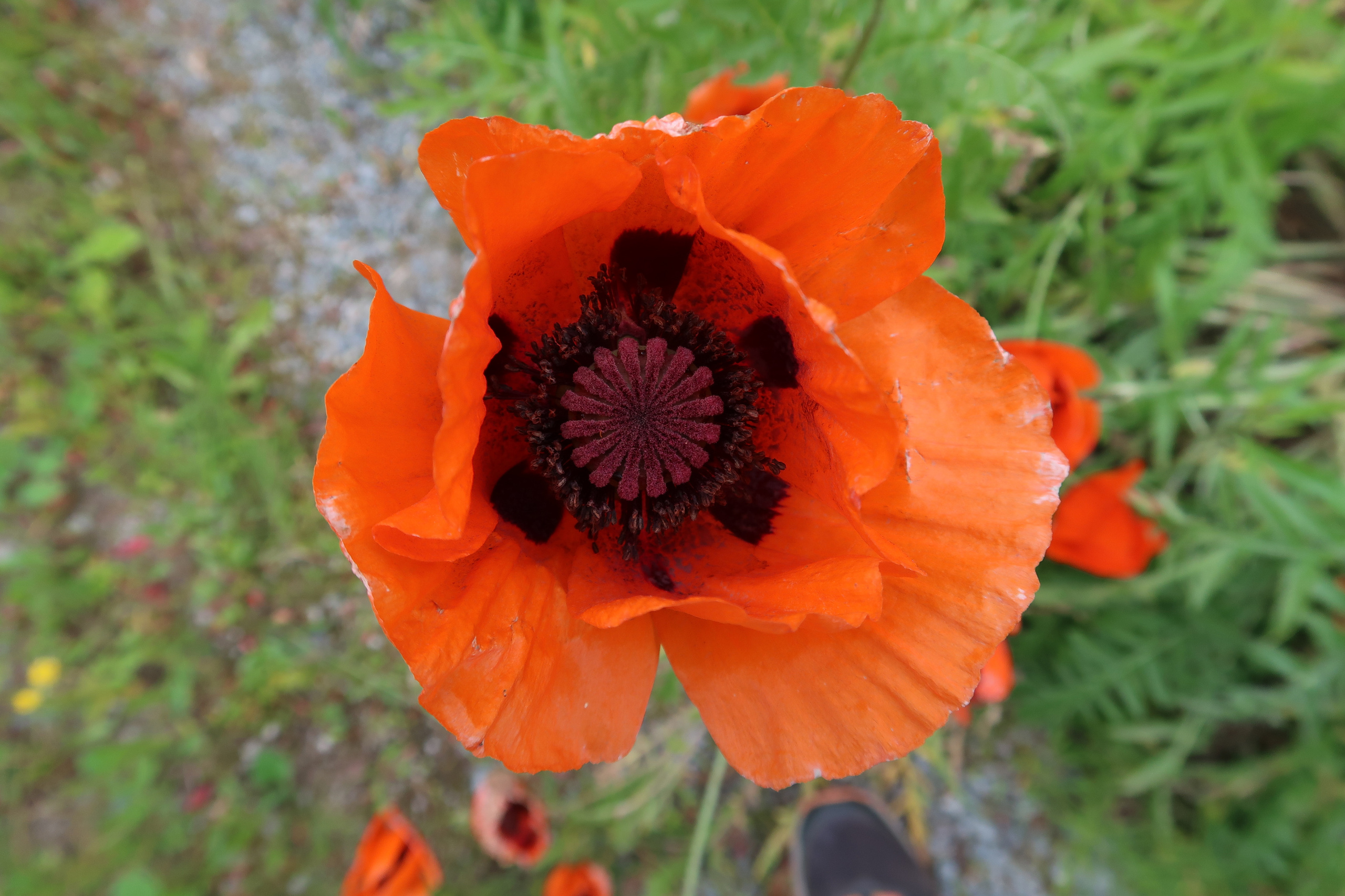 Кольский. Фото из походов и путешествий клуба скандинавской ходьбы Пойдем Ходить