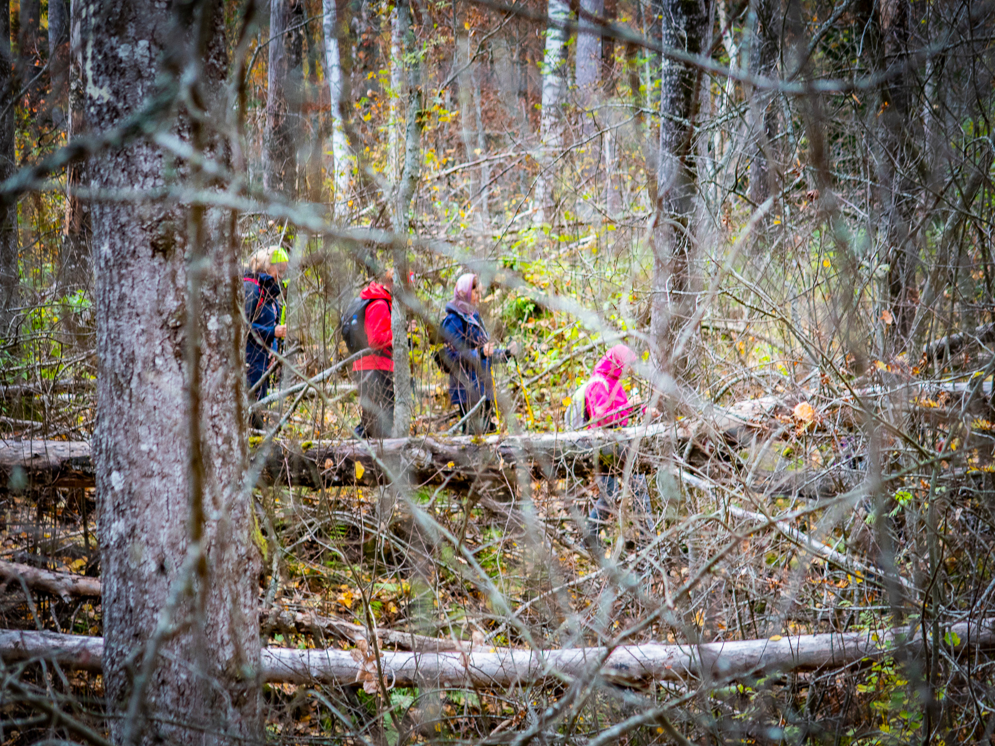Линдуловская Роща. Фото из походов и путешествий клуба скандинавской ходьбы Пойдем Ходить