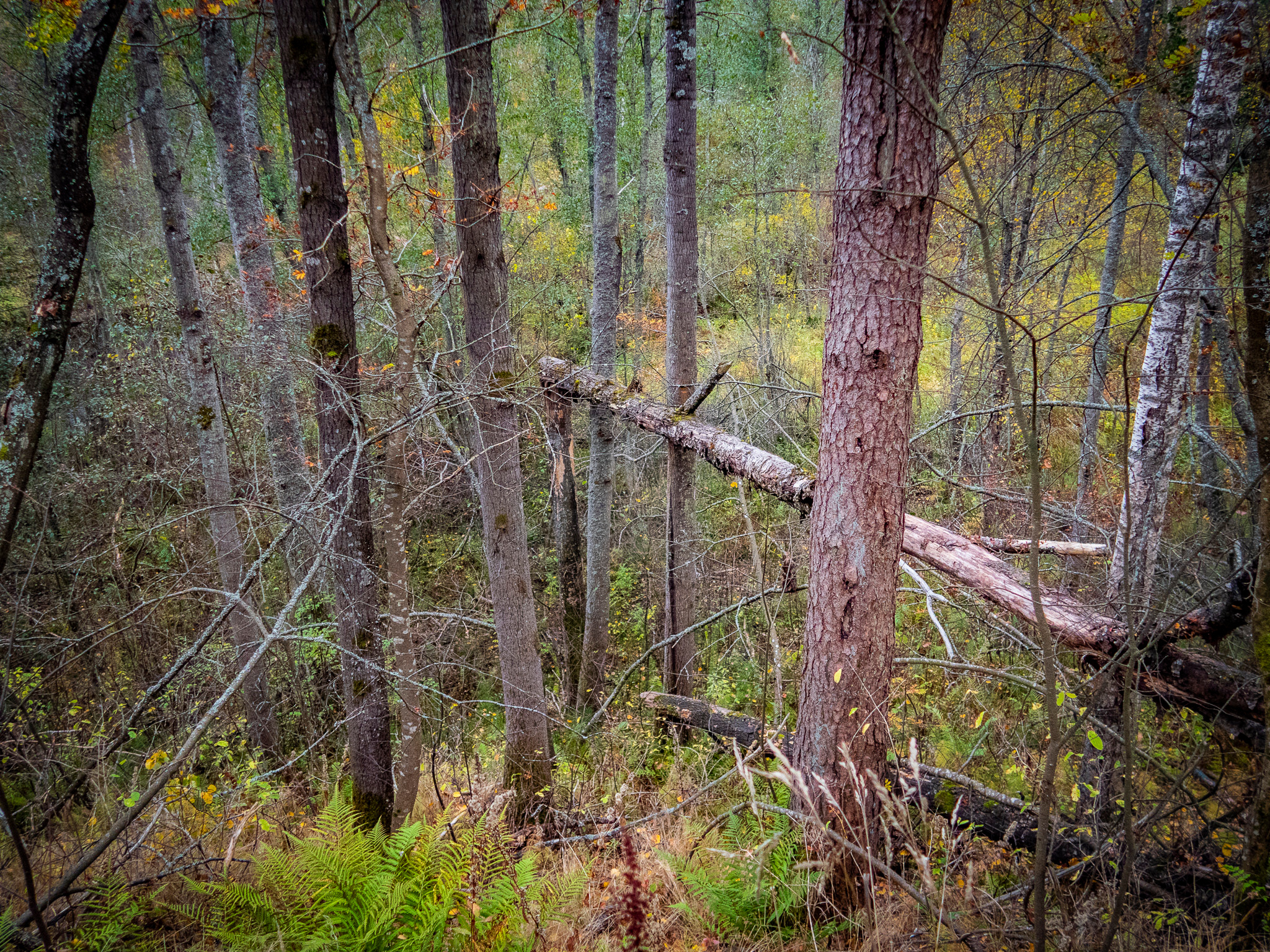 Линдуловская Роща. Фото из походов и путешествий клуба скандинавской ходьбы Пойдем Ходить