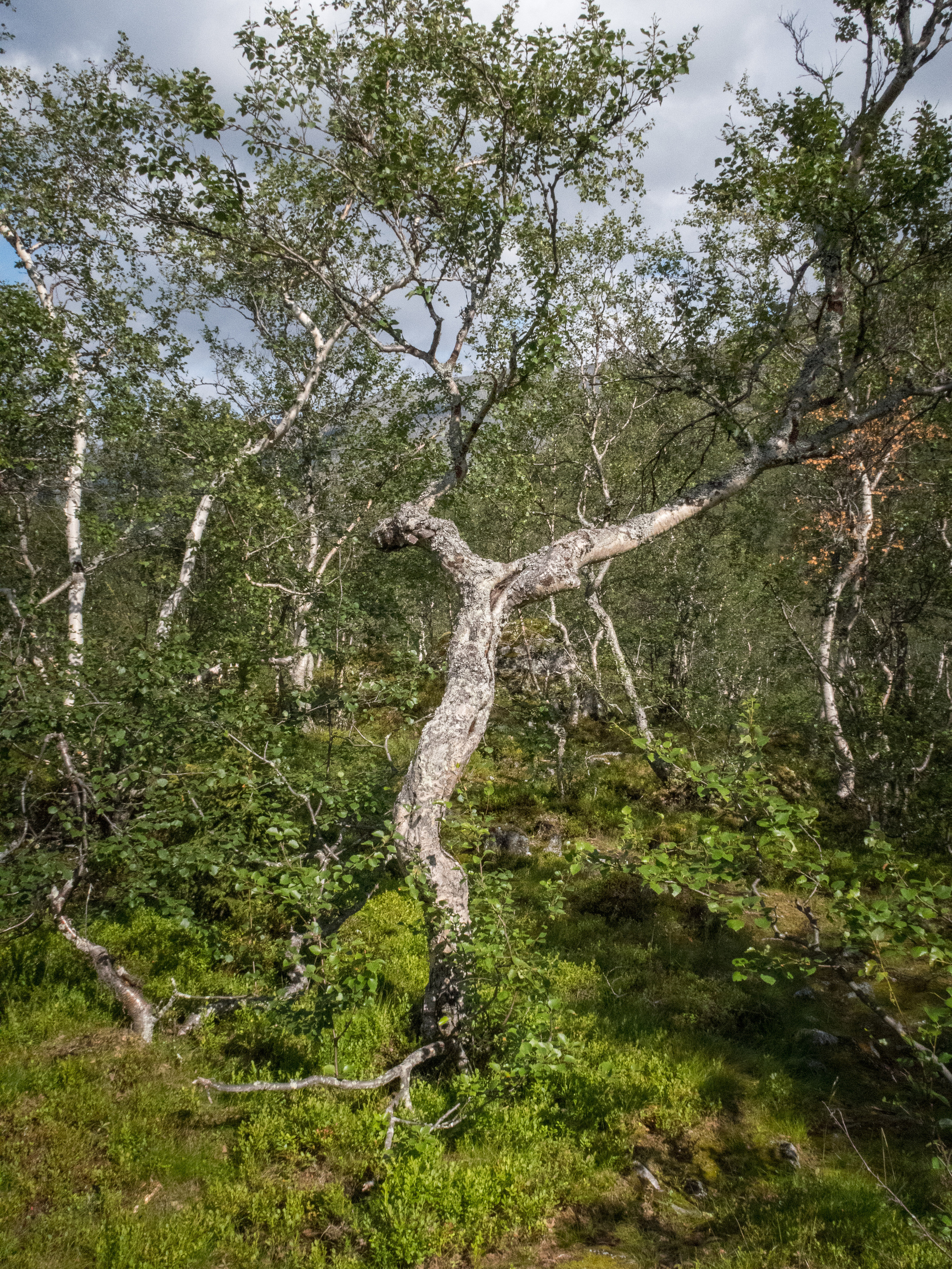 Кольский. Фото из походов и путешествий клуба скандинавской ходьбы Пойдем Ходить