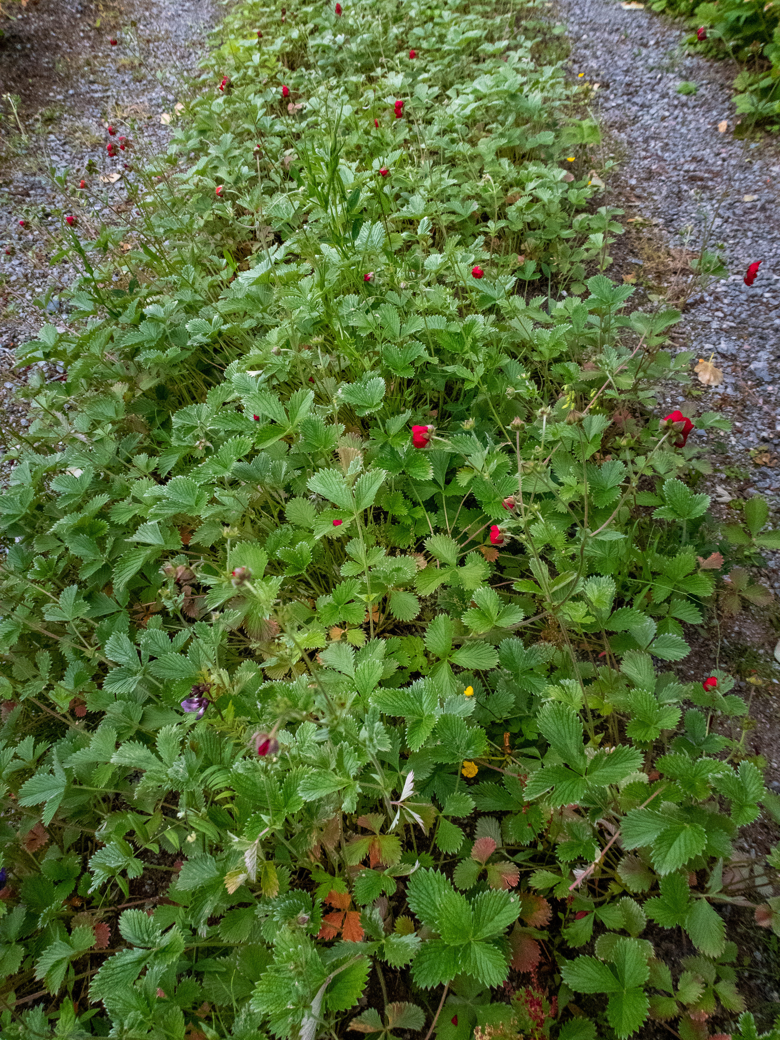 Кольский. Фото из походов и путешествий клуба скандинавской ходьбы Пойдем Ходить