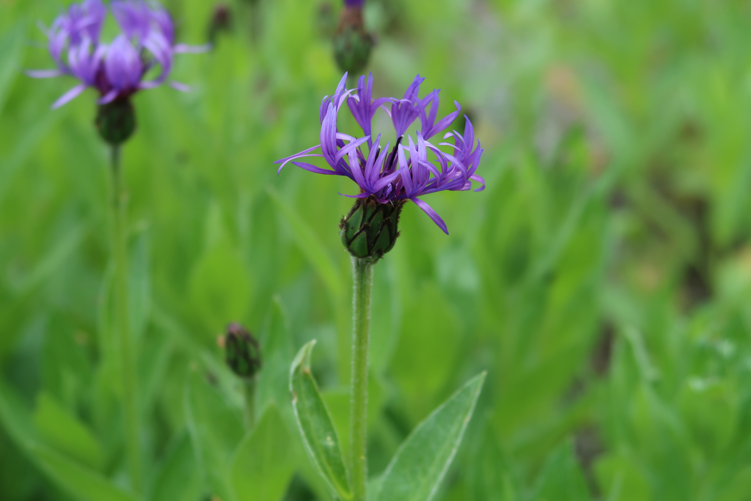 Кольский. Фото из походов и путешествий клуба скандинавской ходьбы Пойдем Ходить
