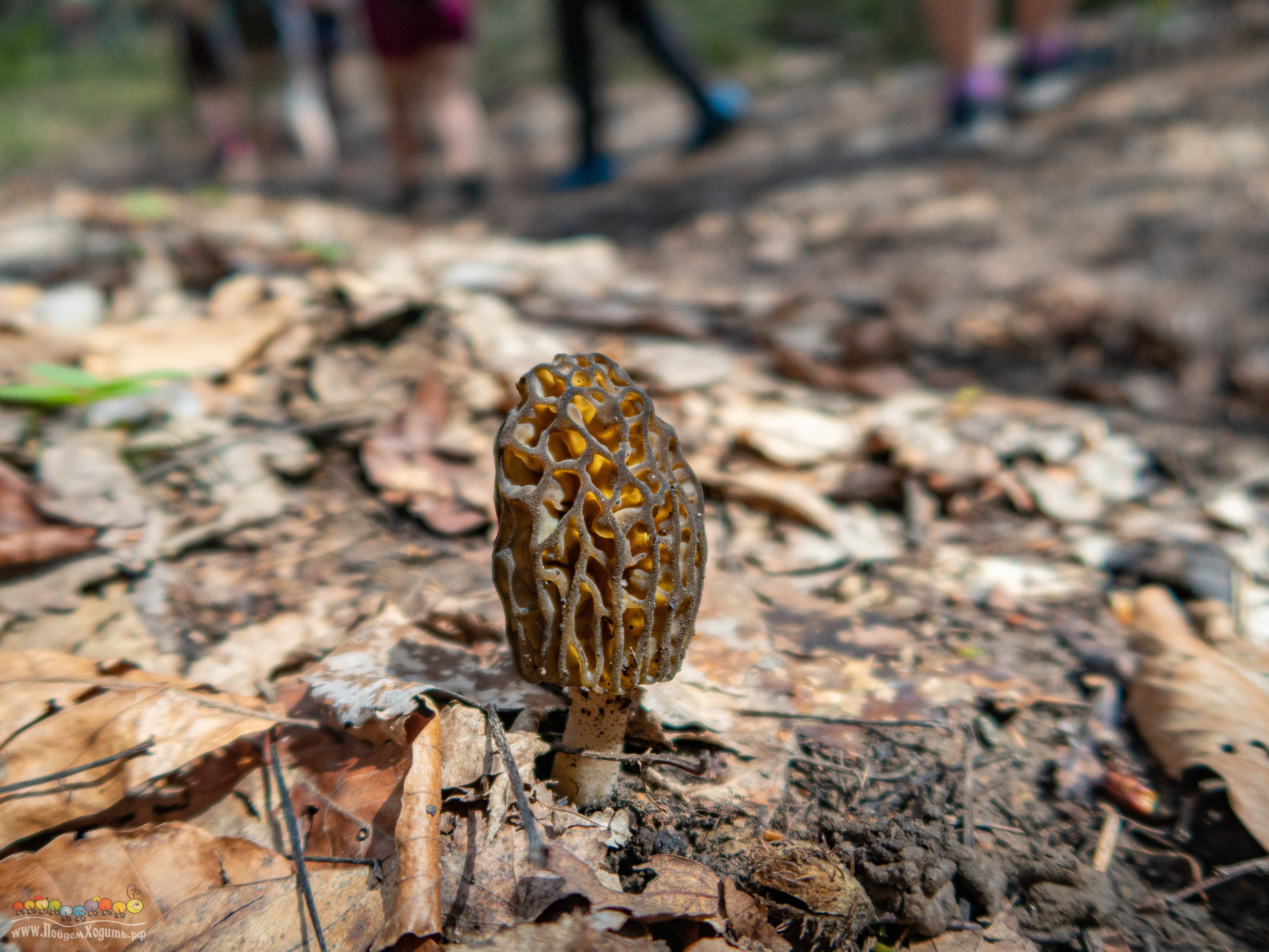 Адыгея — страна водопадов. Фото из походов и путешествий клуба скандинавской ходьбы Пойдем Ходить