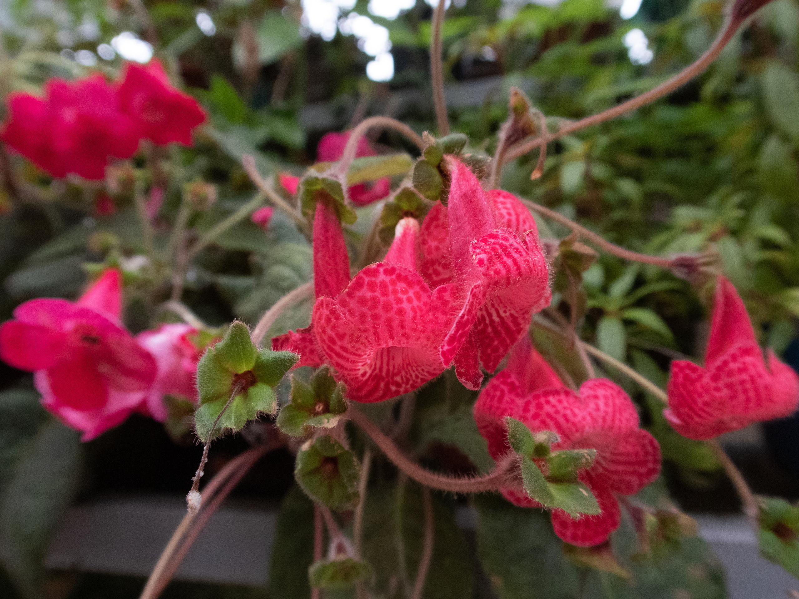 Кольский. Фото из походов и путешествий клуба скандинавской ходьбы Пойдем Ходить