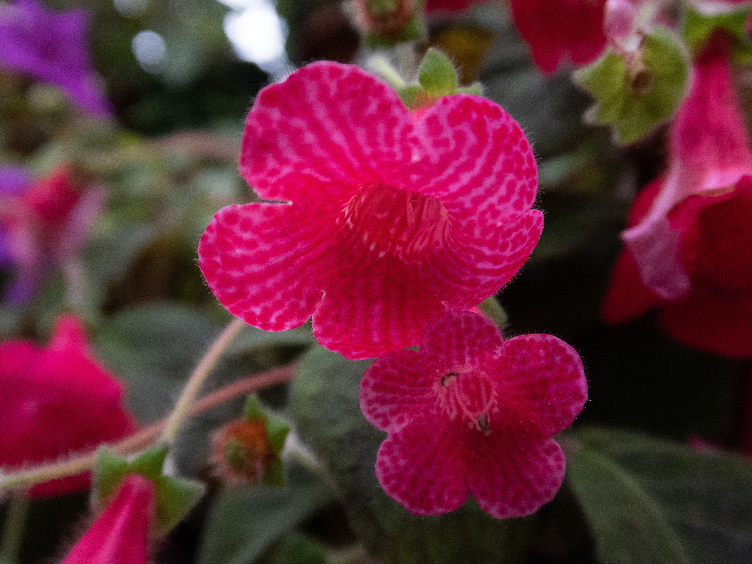Кольский. Фото из походов и путешествий клуба скандинавской ходьбы Пойдем Ходить