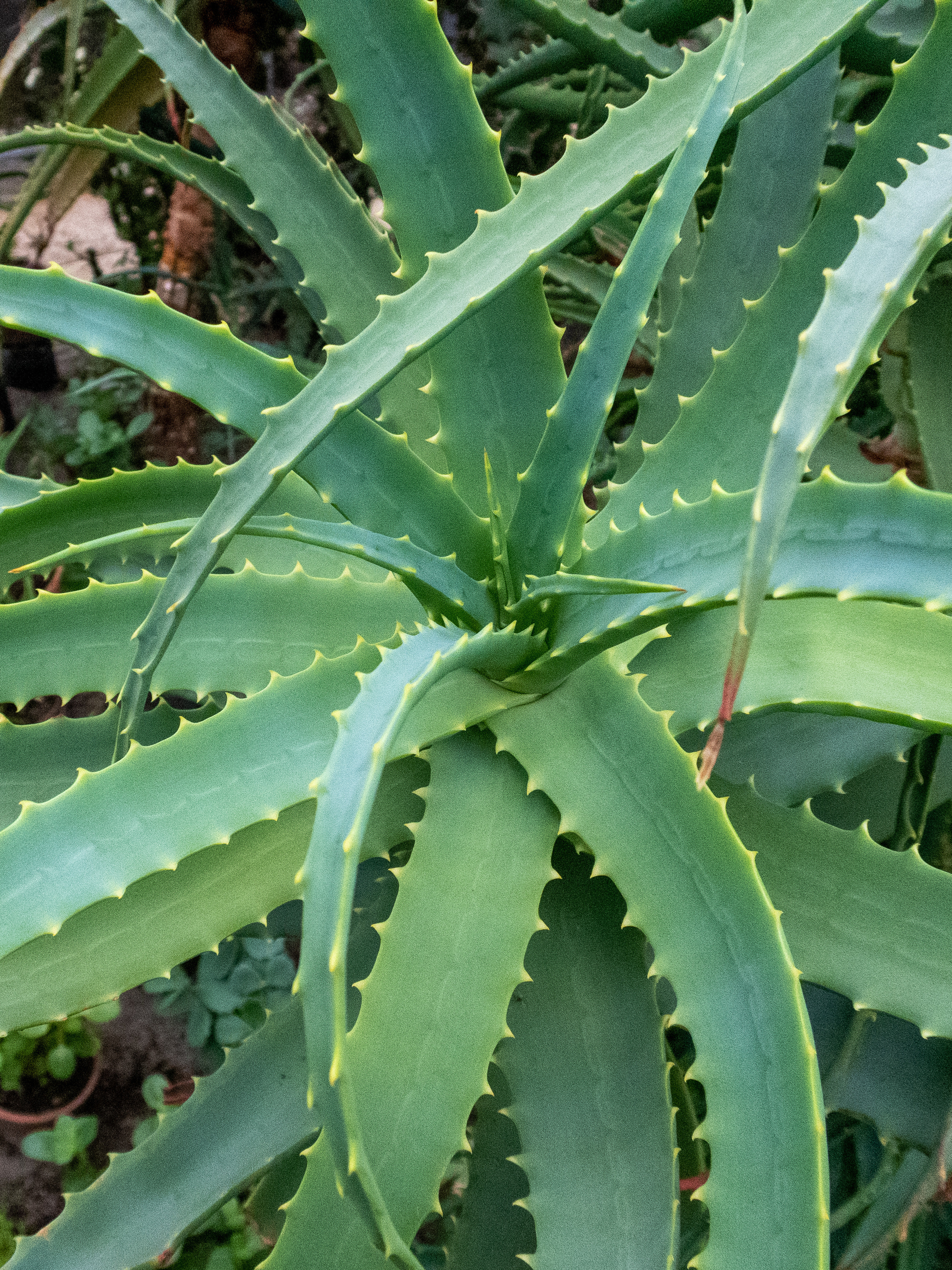 Кольский. Фото из походов и путешествий клуба скандинавской ходьбы Пойдем Ходить