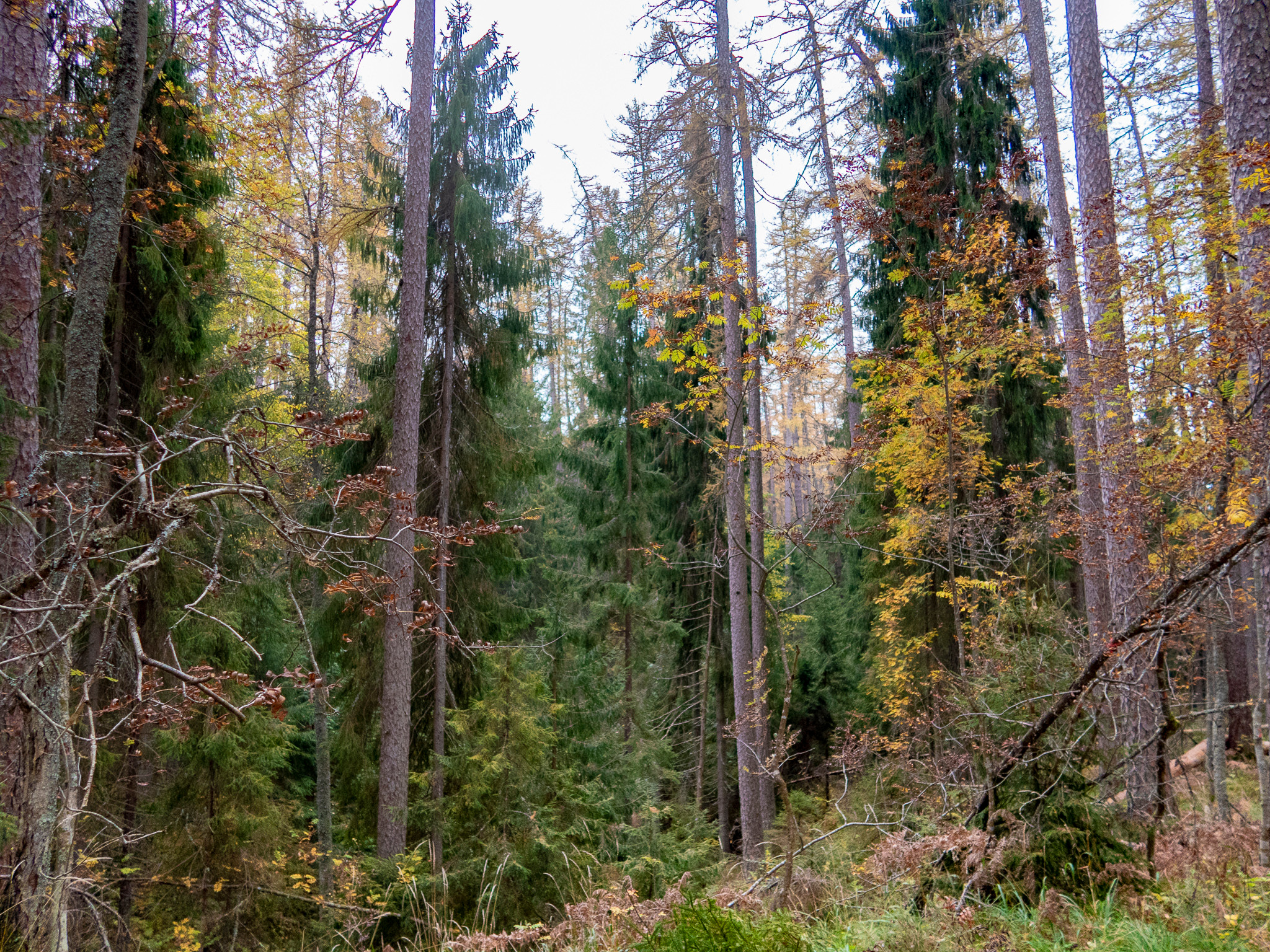 Линдуловская Роща. Фото из походов и путешествий клуба скандинавской ходьбы Пойдем Ходить