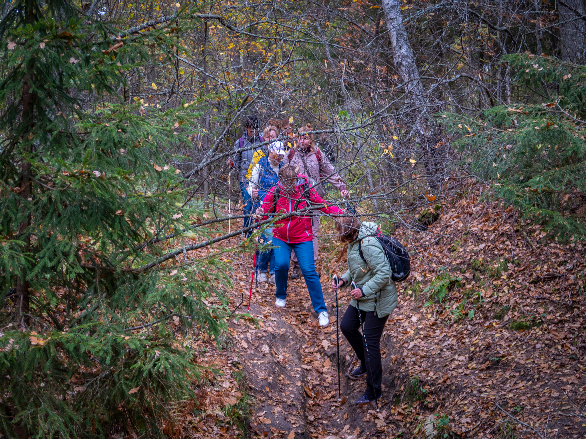 Линдуловская Роща. Фото из походов и путешествий клуба скандинавской ходьбы Пойдем Ходить
